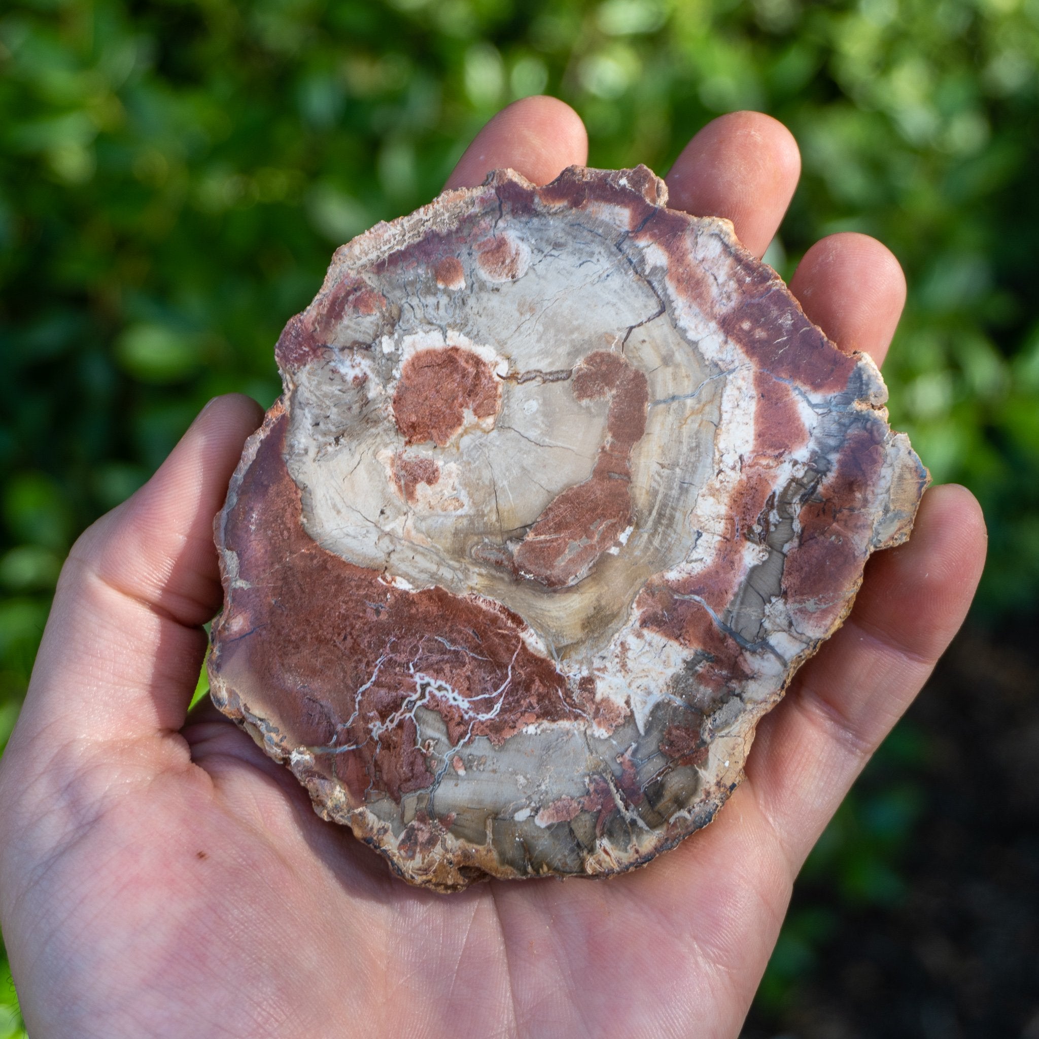 Petrified Wood