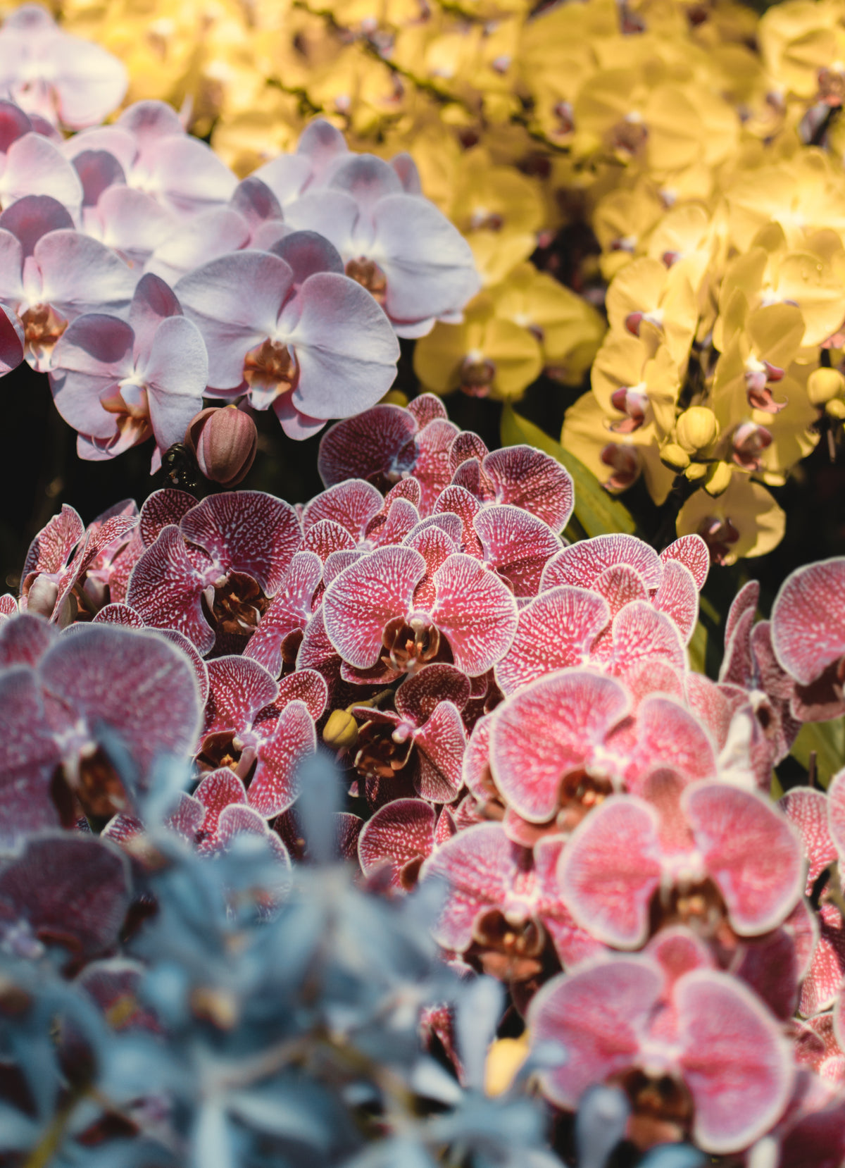 About Orchids