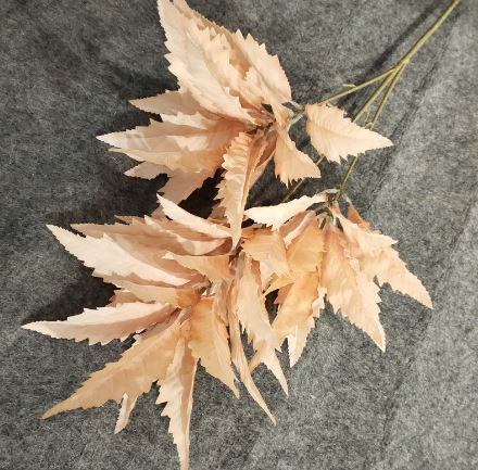 Chinese Astilbe Leaves