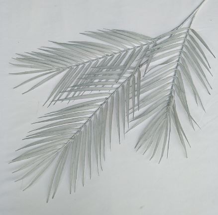 Areca Palm Leaves