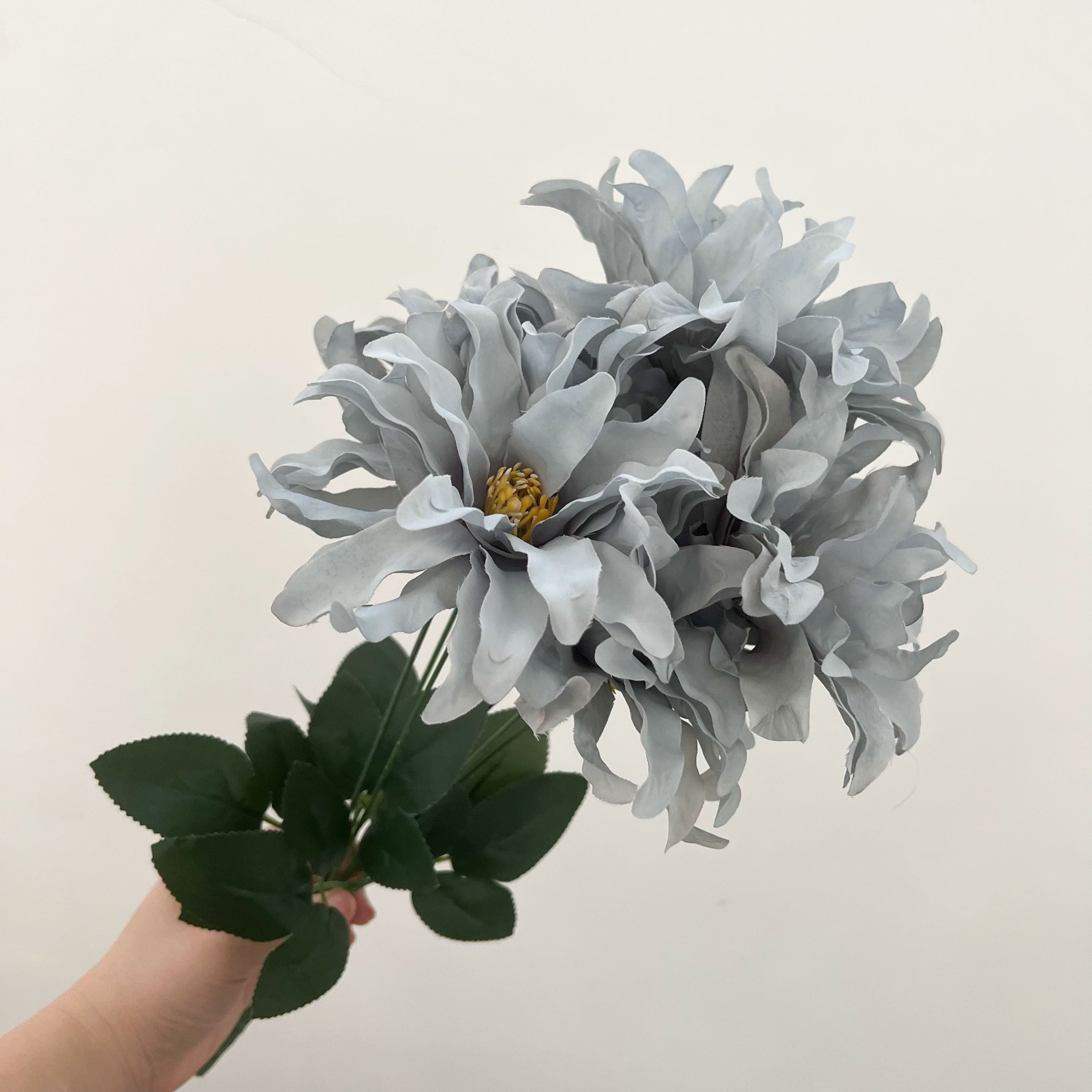 Dinnerplate Dahlia Flowers