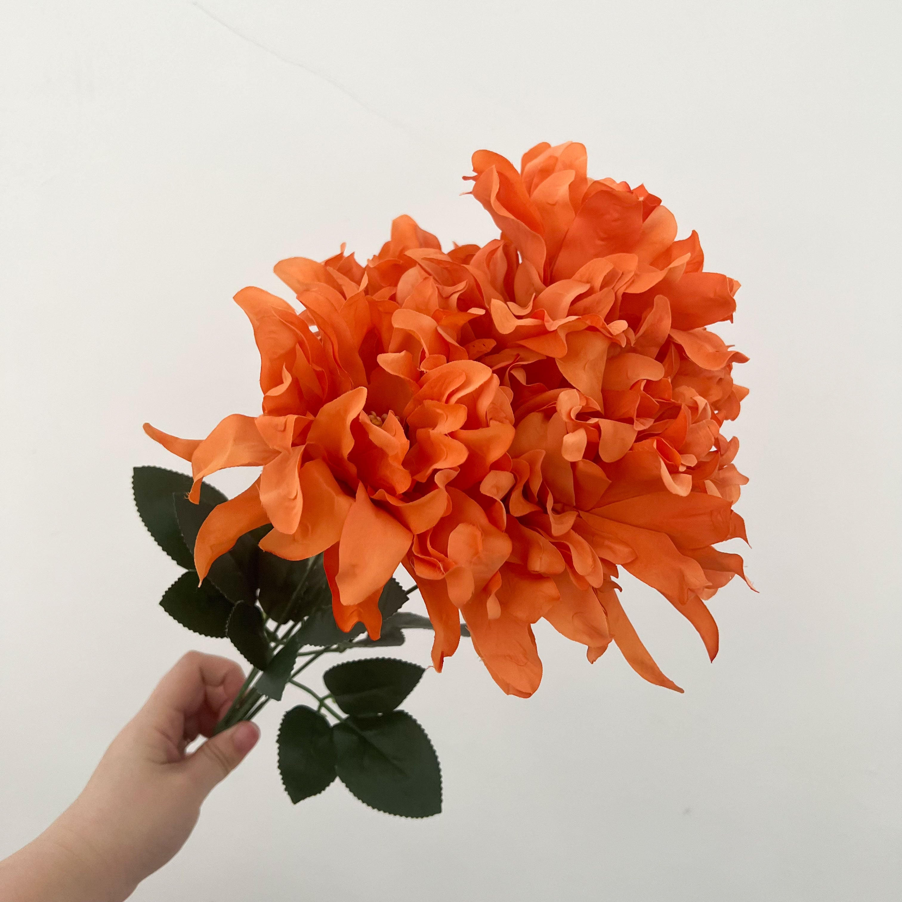 Dinnerplate Dahlia Flowers