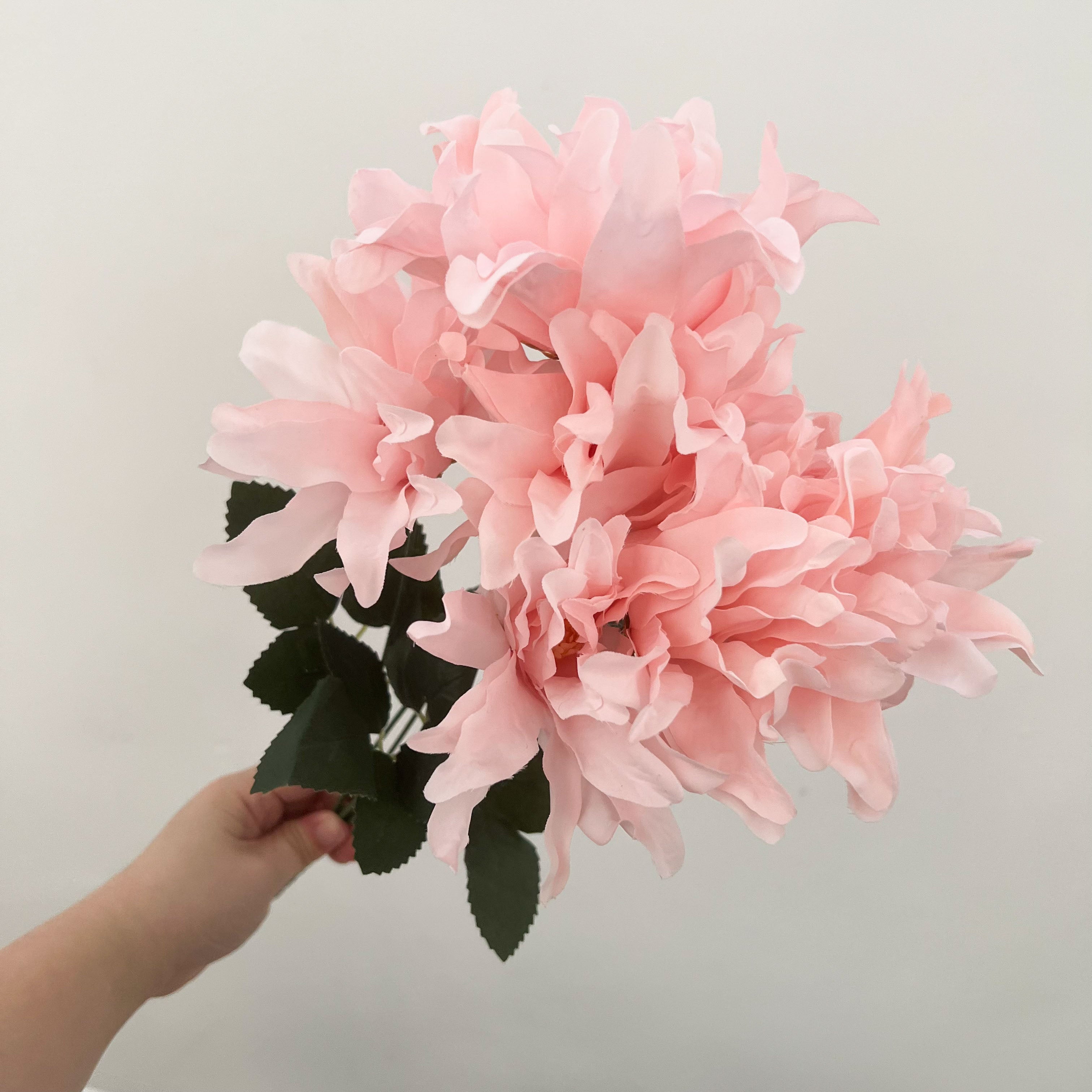 Dinnerplate Dahlia Flowers