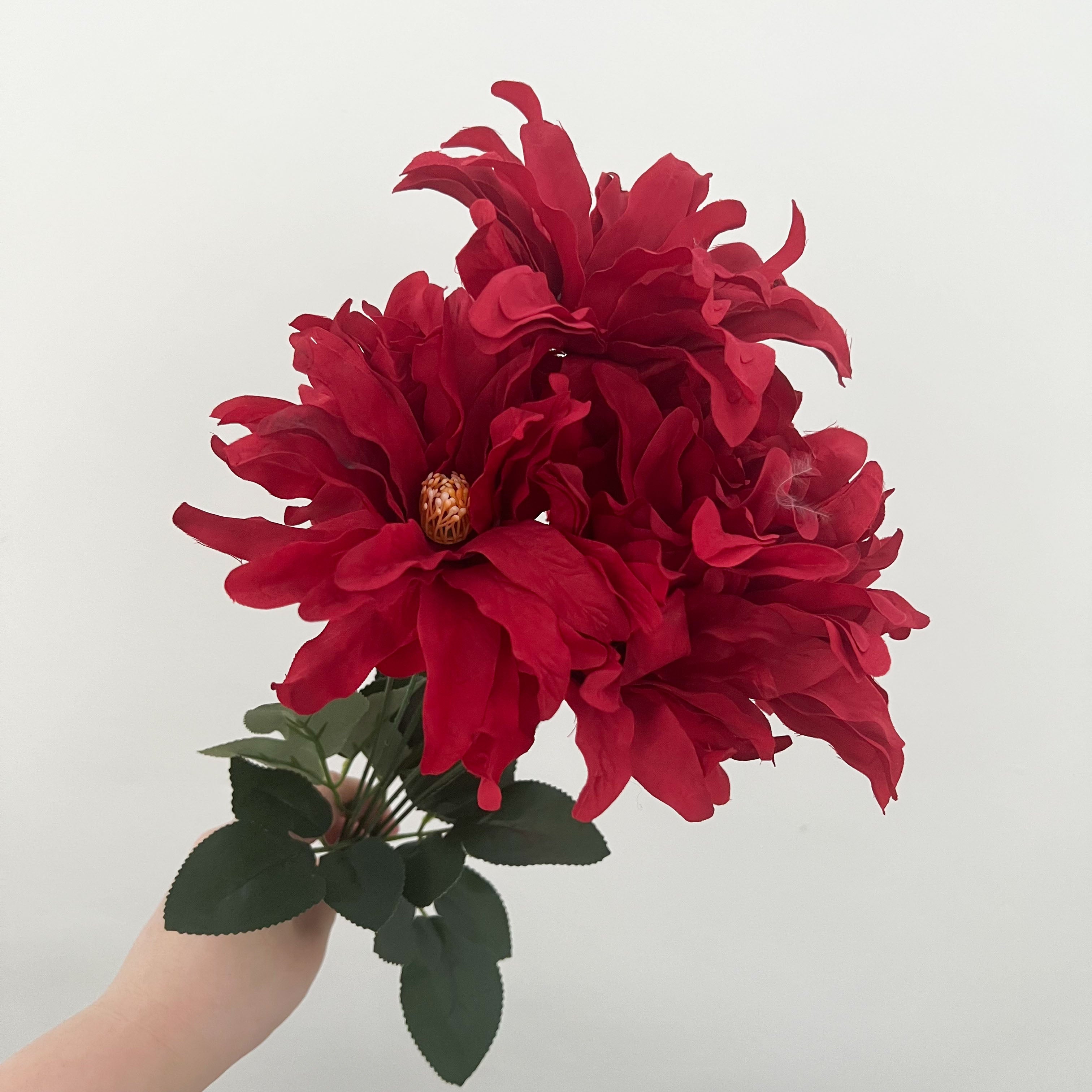 Dinnerplate Dahlia Flowers
