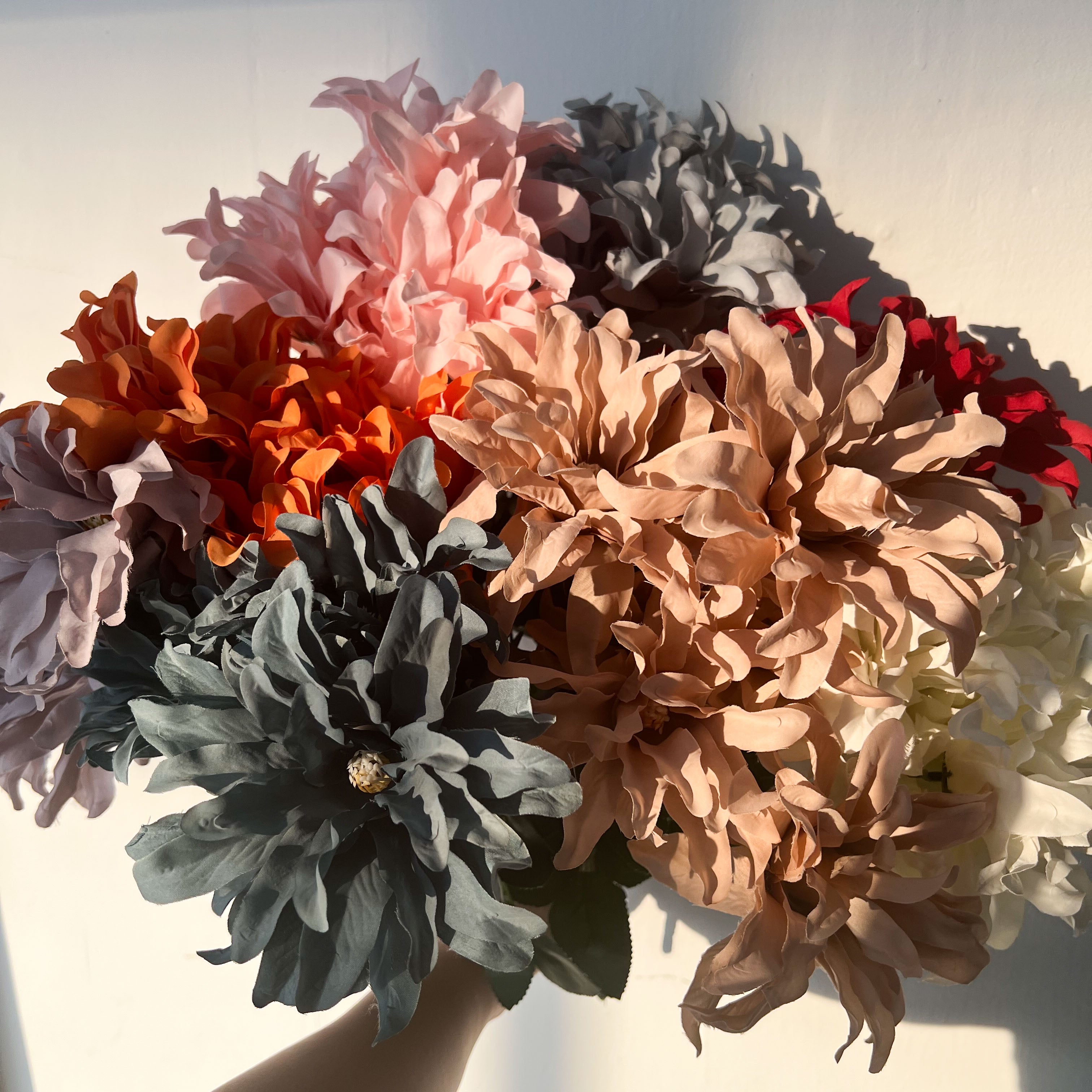 Dinnerplate Dahlia Flowers