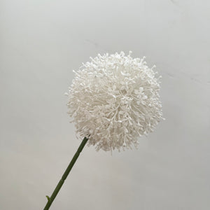 Open image in slideshow, Giant Allium Flowers
