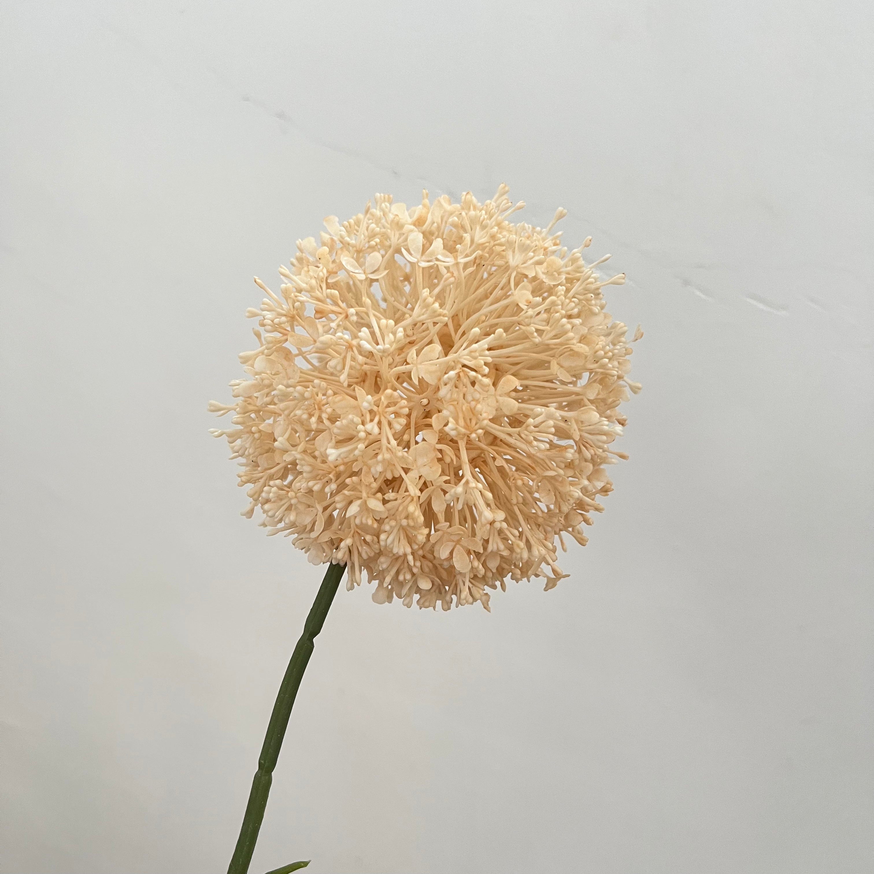 Giant Allium Flowers