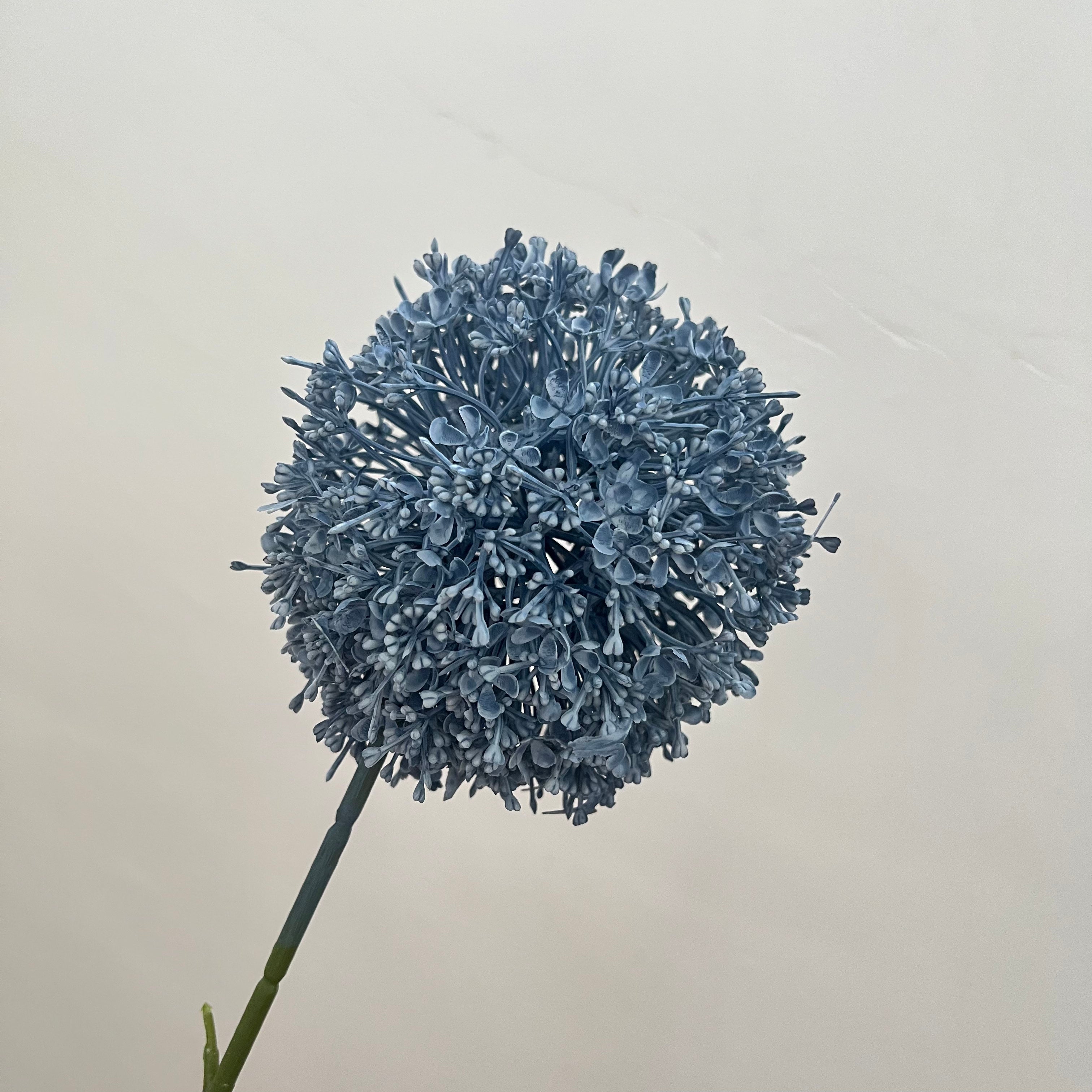 Giant Allium Flowers