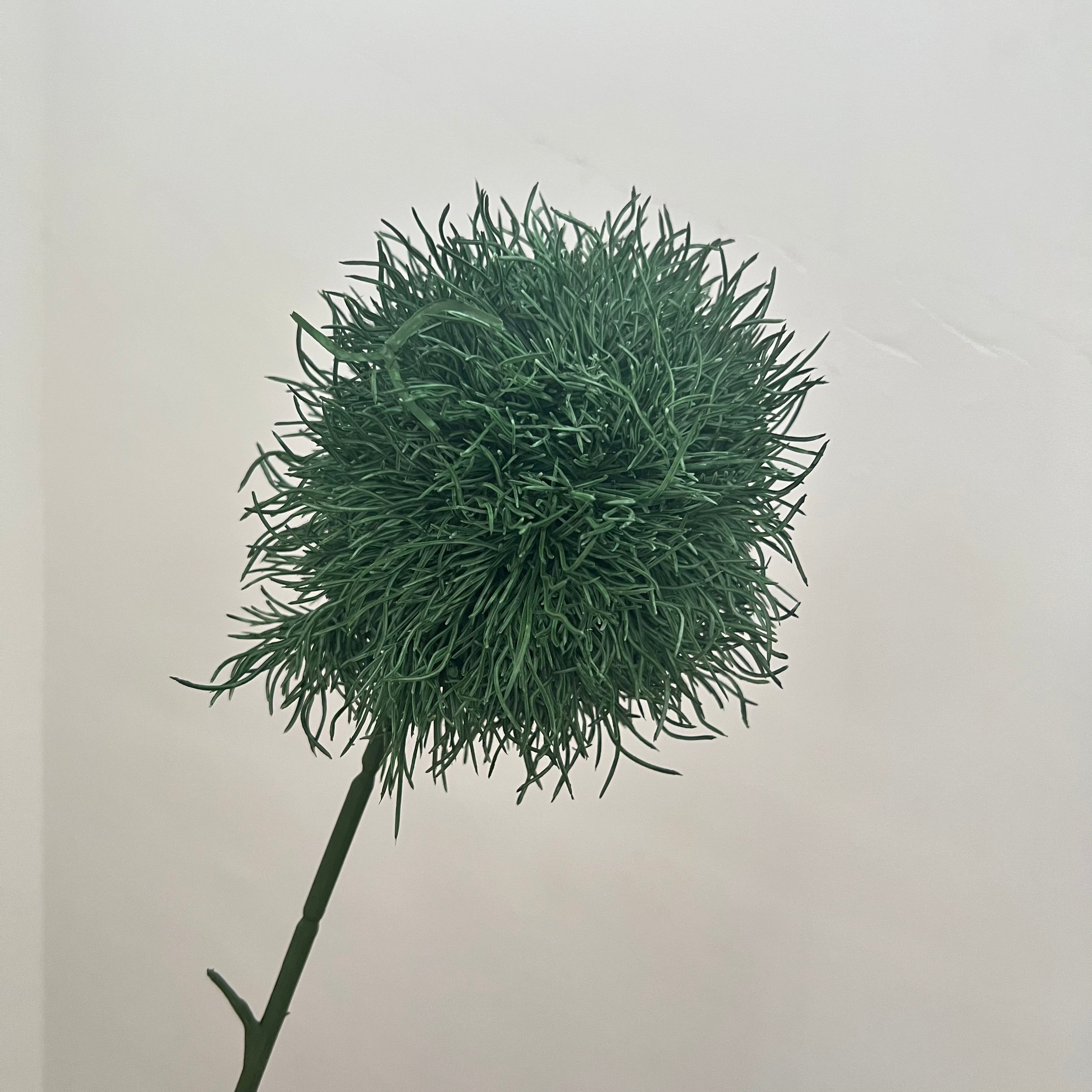 Salsify Dandelion Flowers