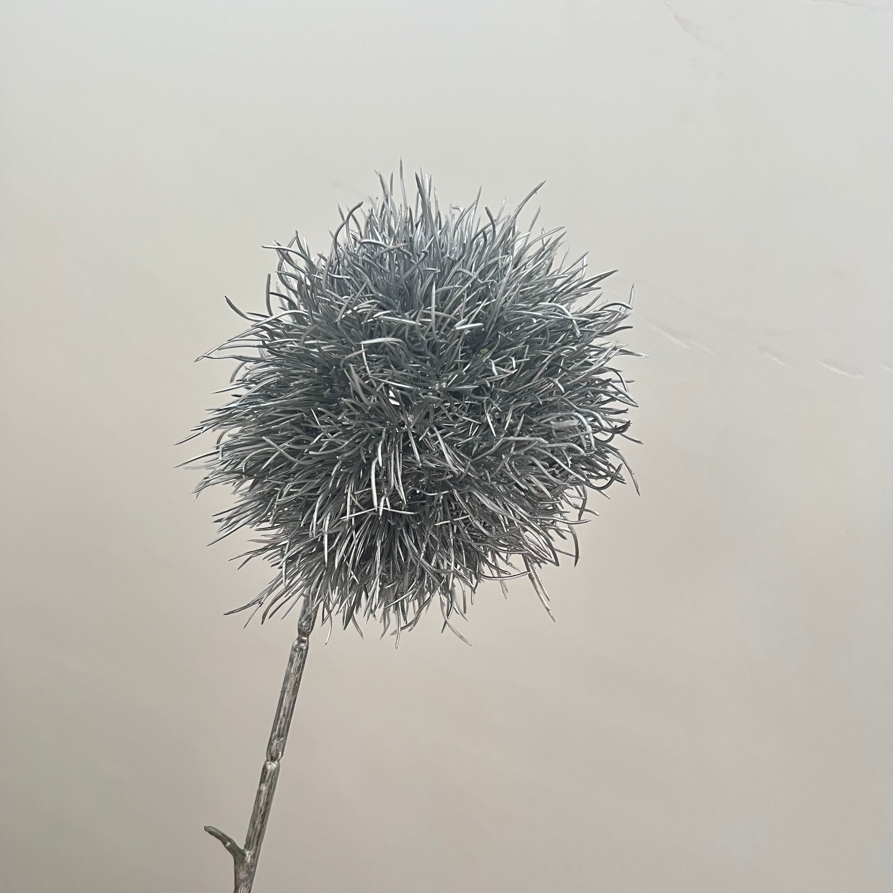 Salsify Dandelion Flowers