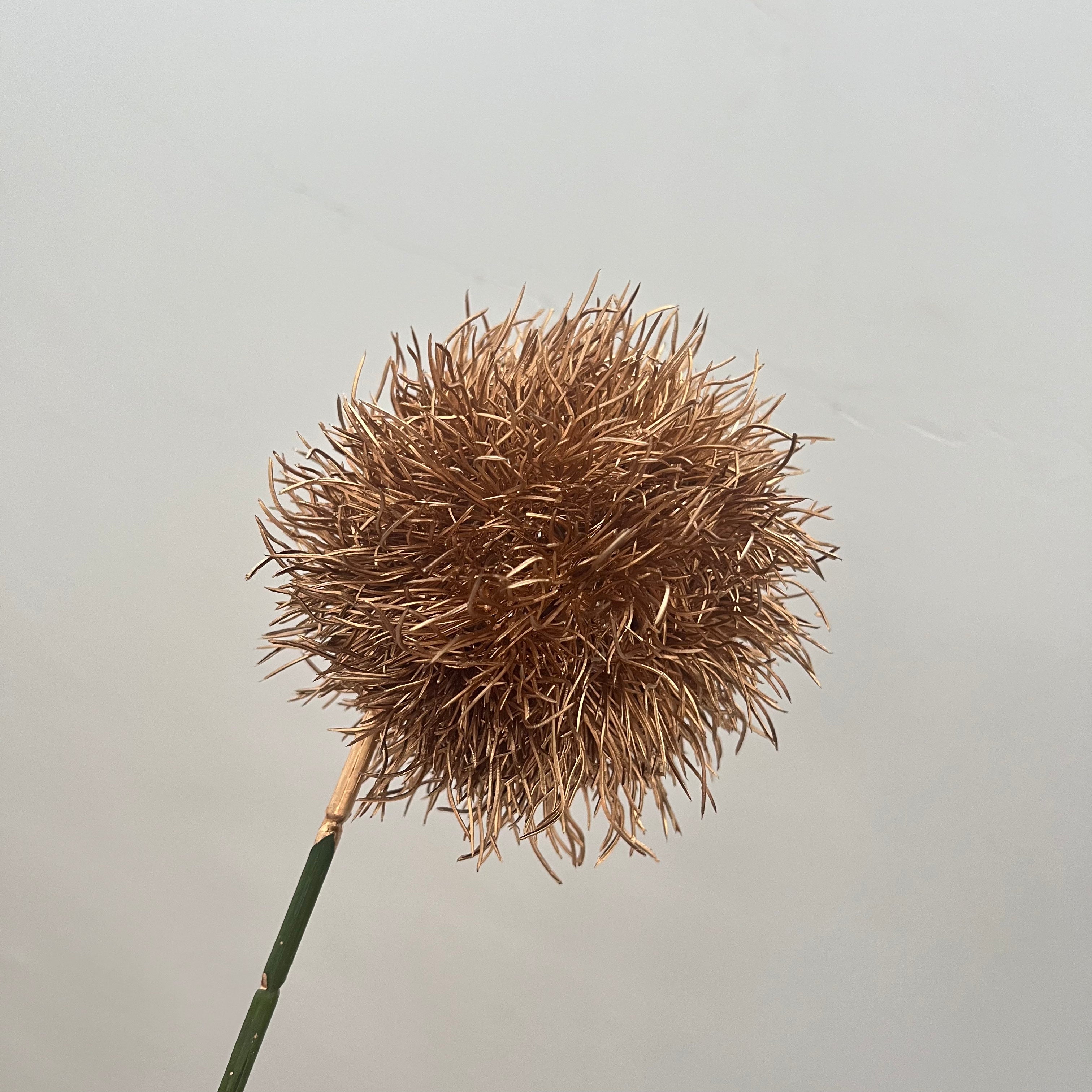 Salsify Dandelion Flowers