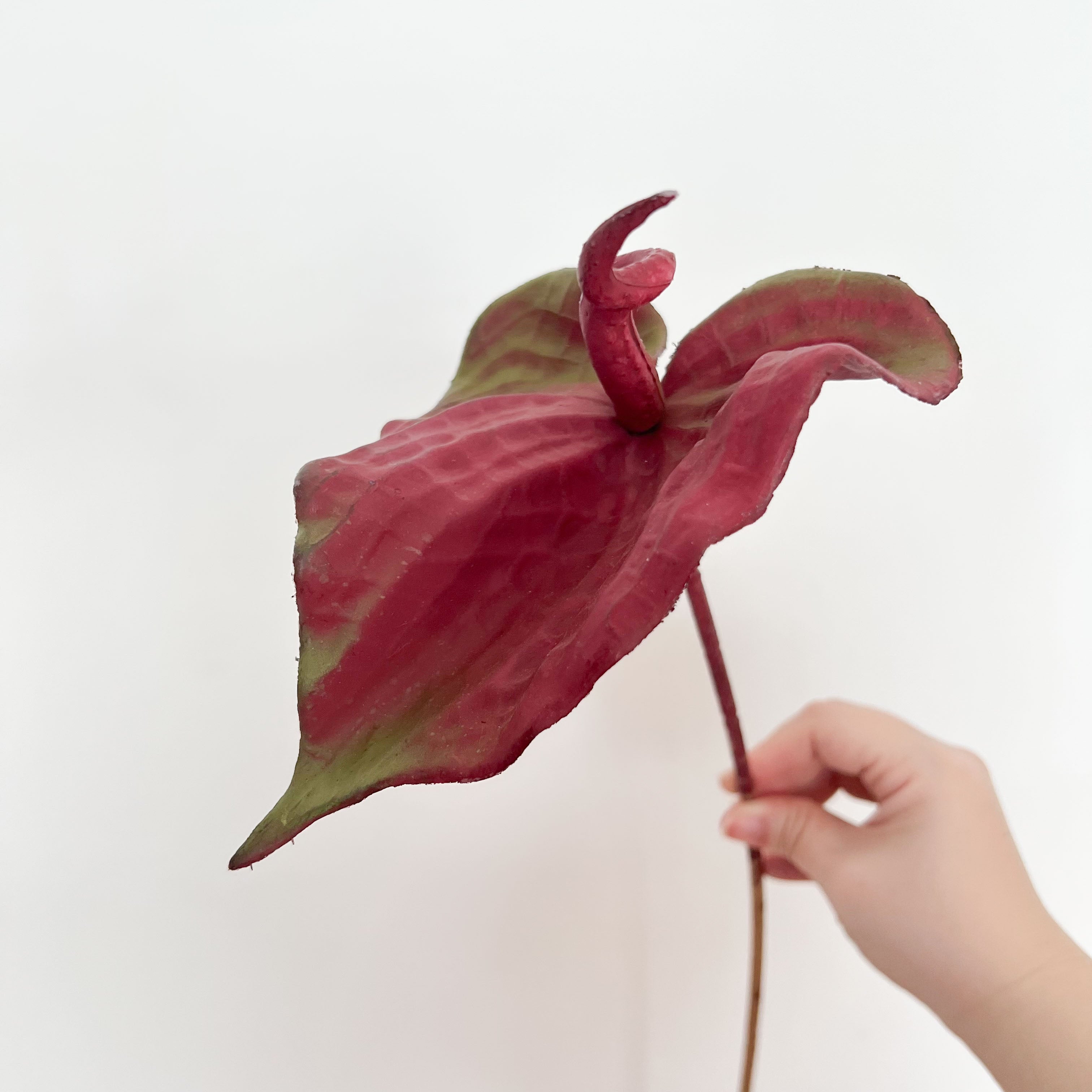 Painter's palette Flowers