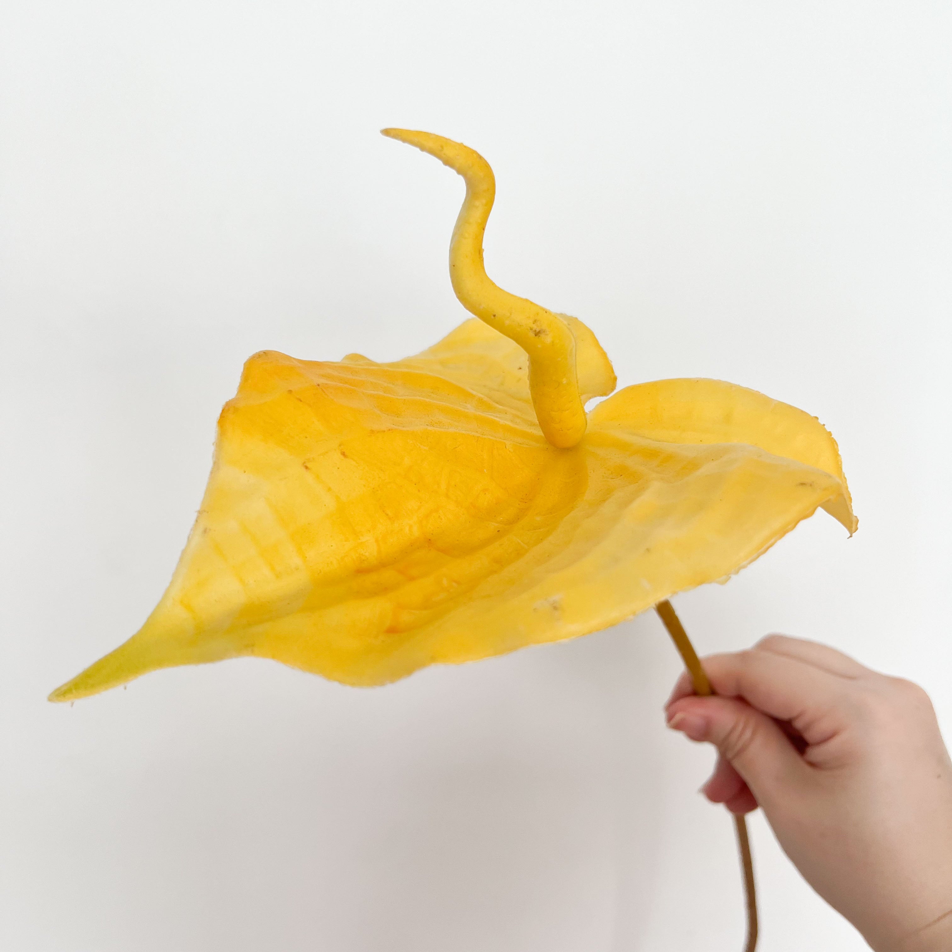 Painter's palette Flowers