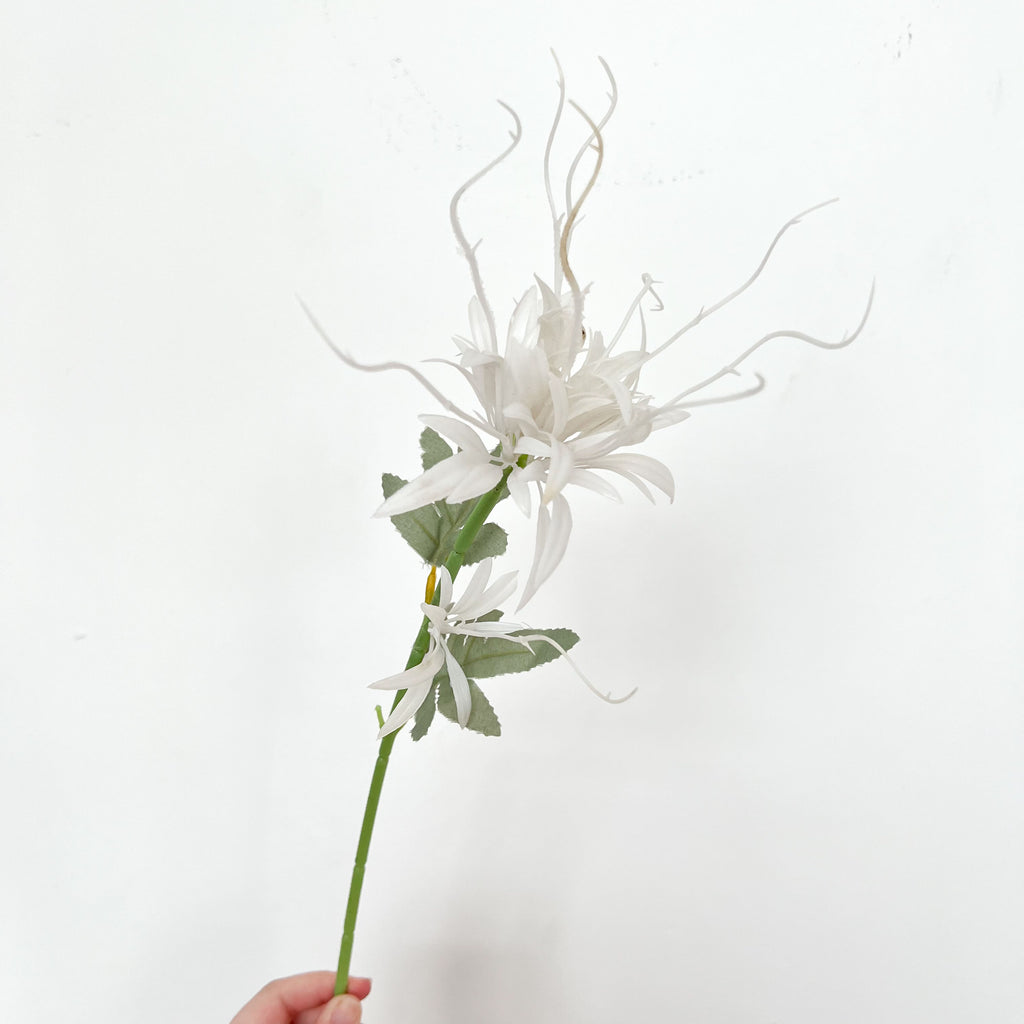 Dutchman's Pipe Cactus Flowers (2 pcs)