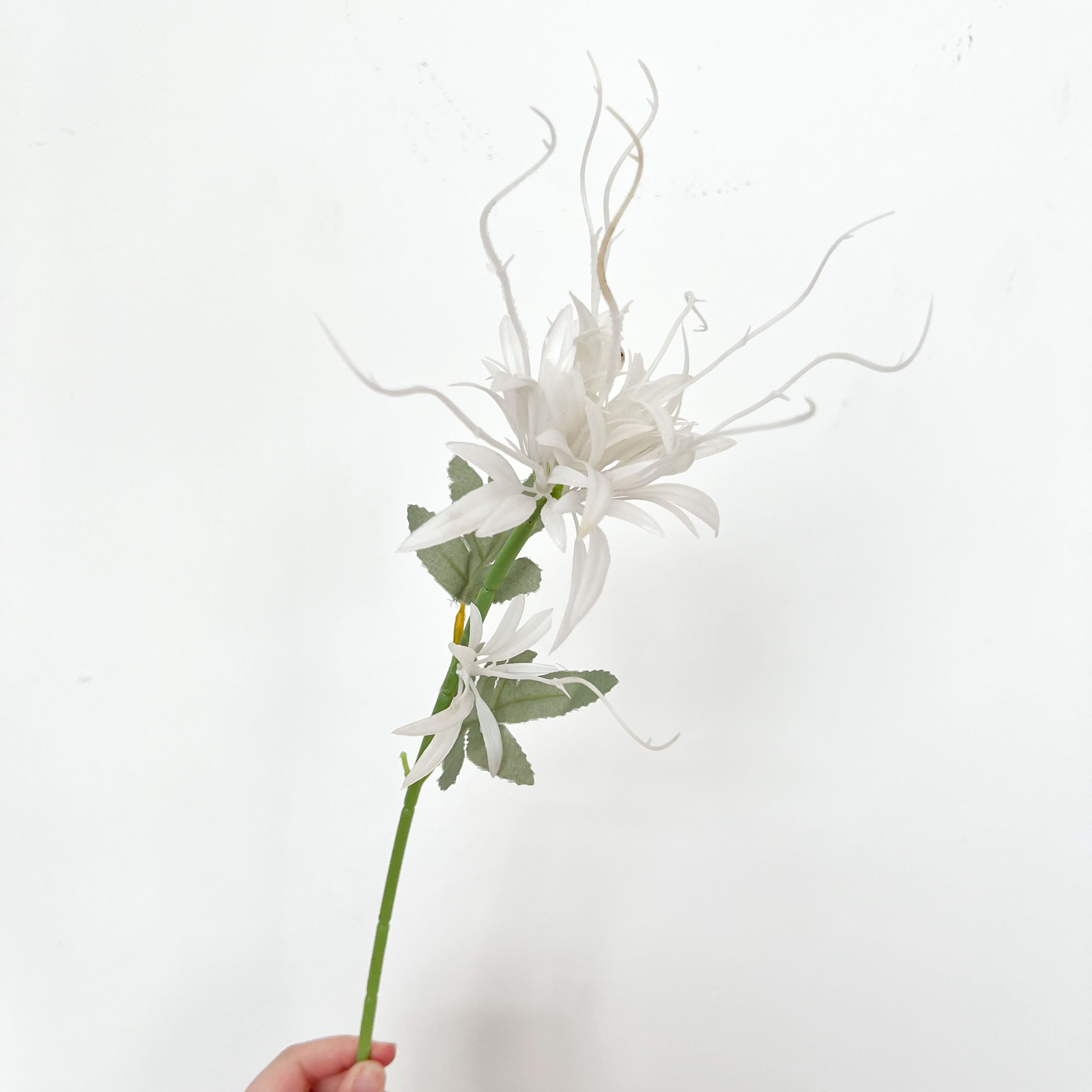 Dutchman's Pipe Cactus Flowers (2 pcs)