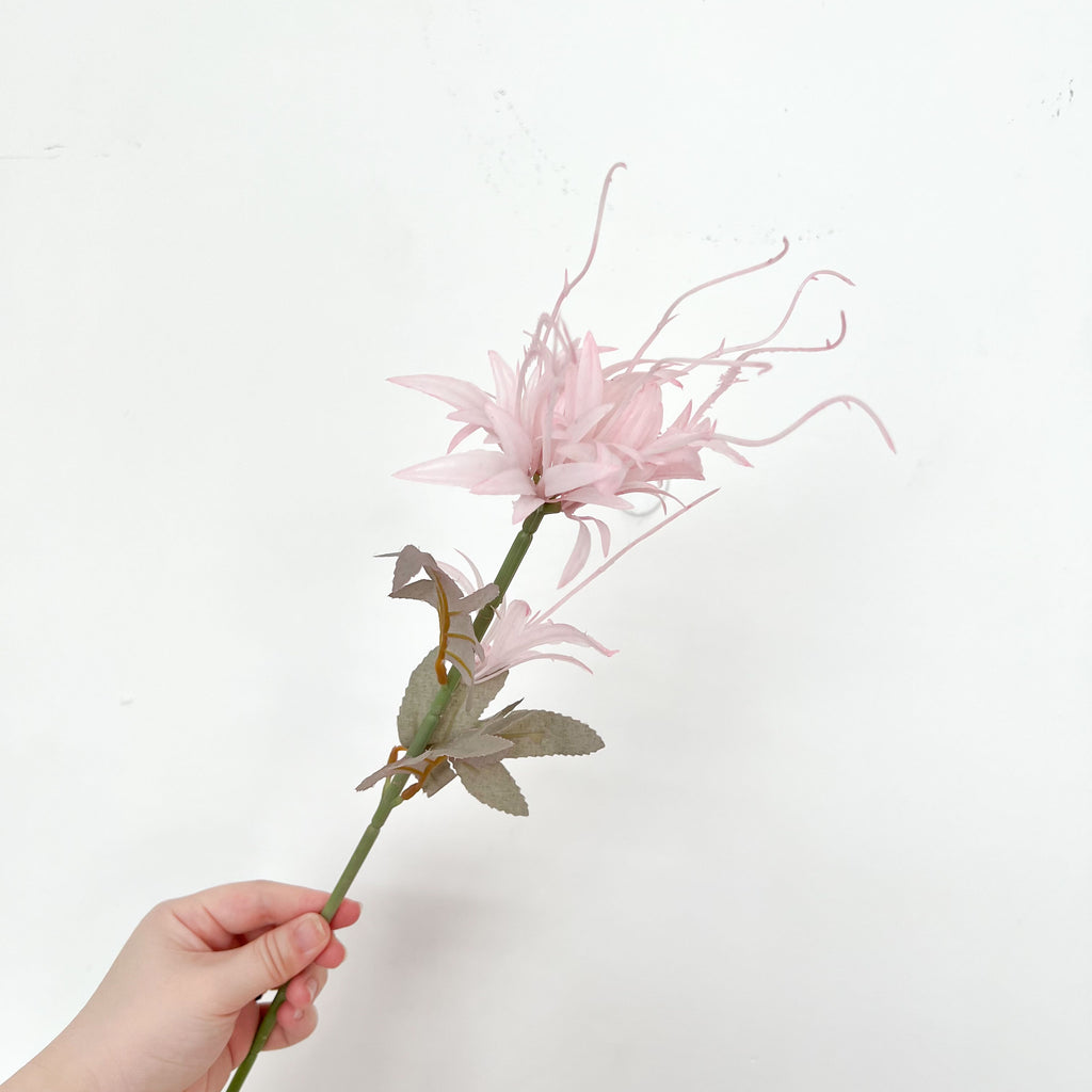 Dutchman's Pipe Cactus Flowers (2 pcs)