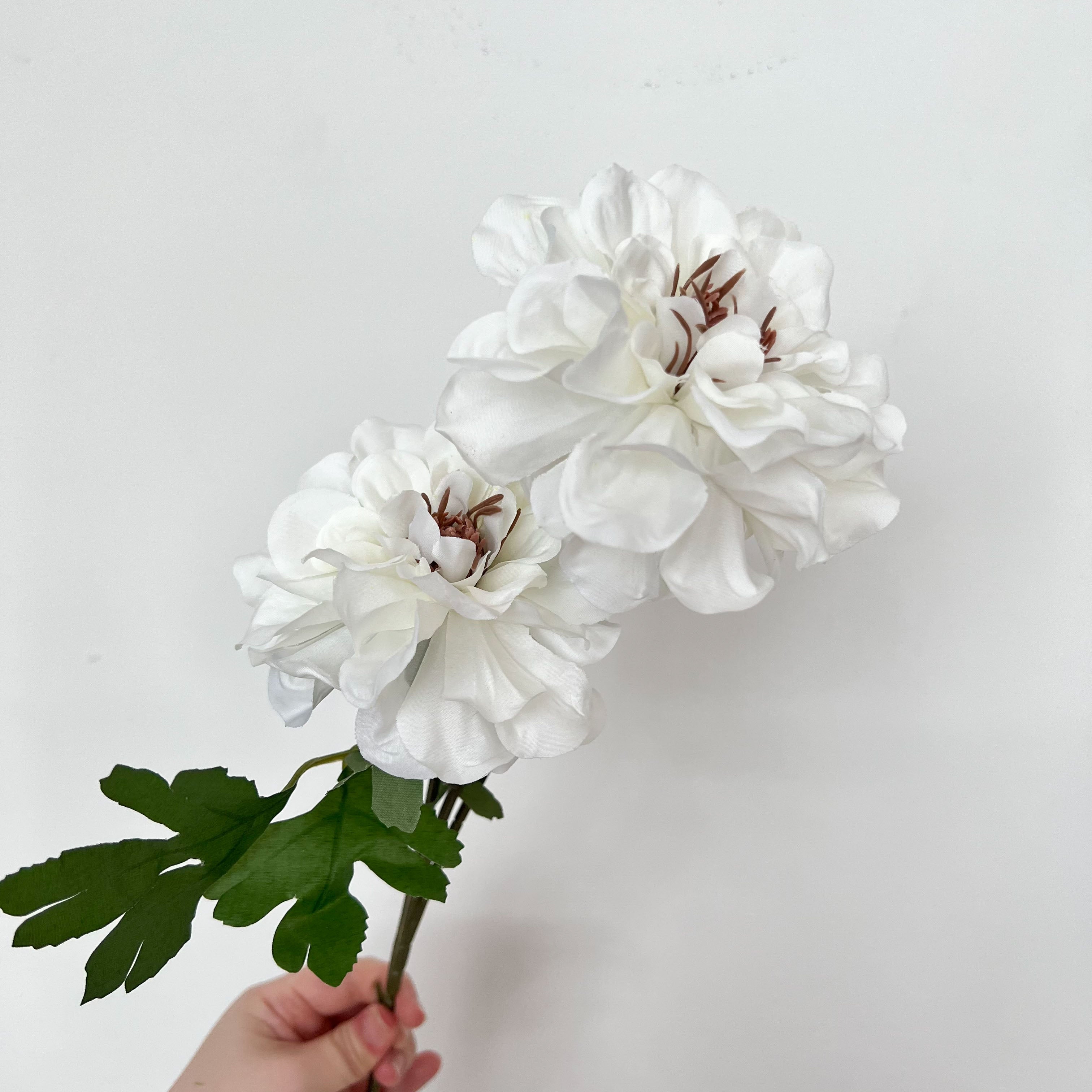 Waterlily Dahlia Flowers