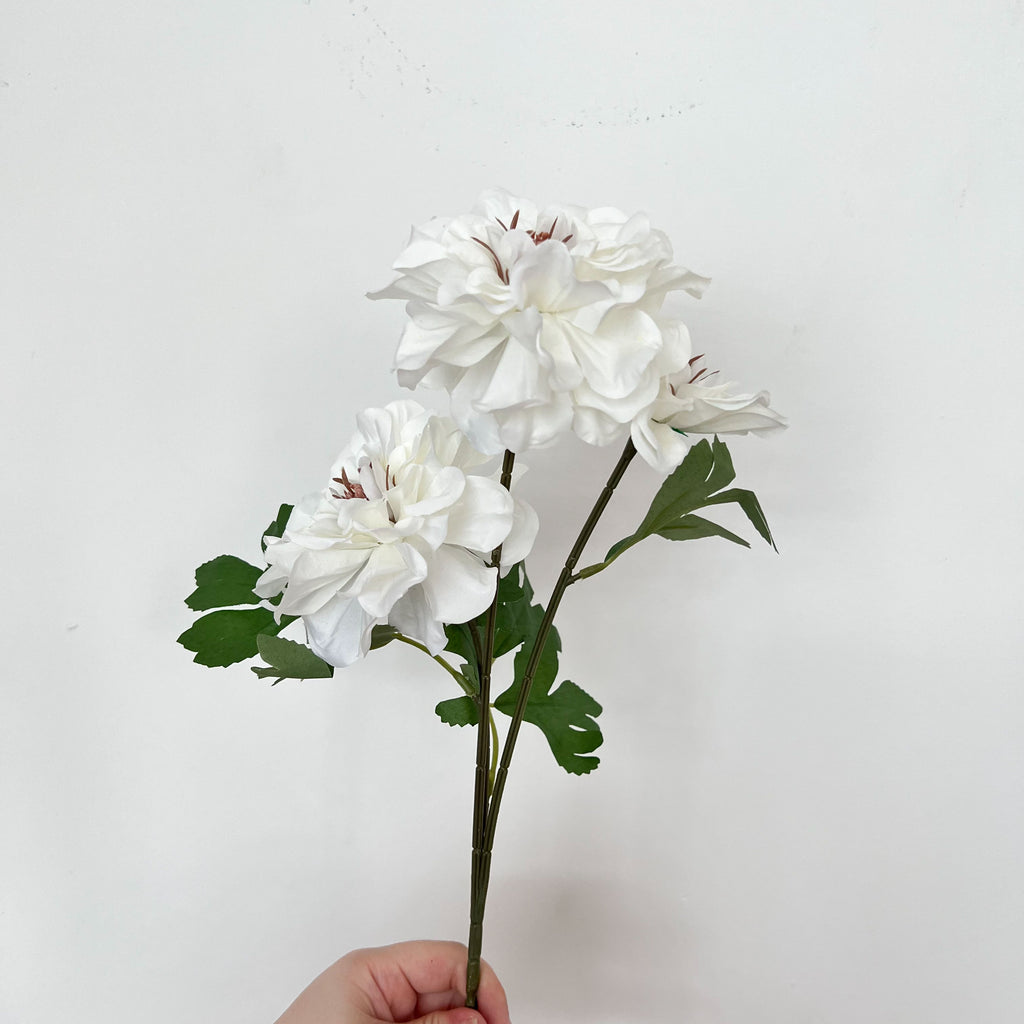 Waterlily Dahlia Flowers