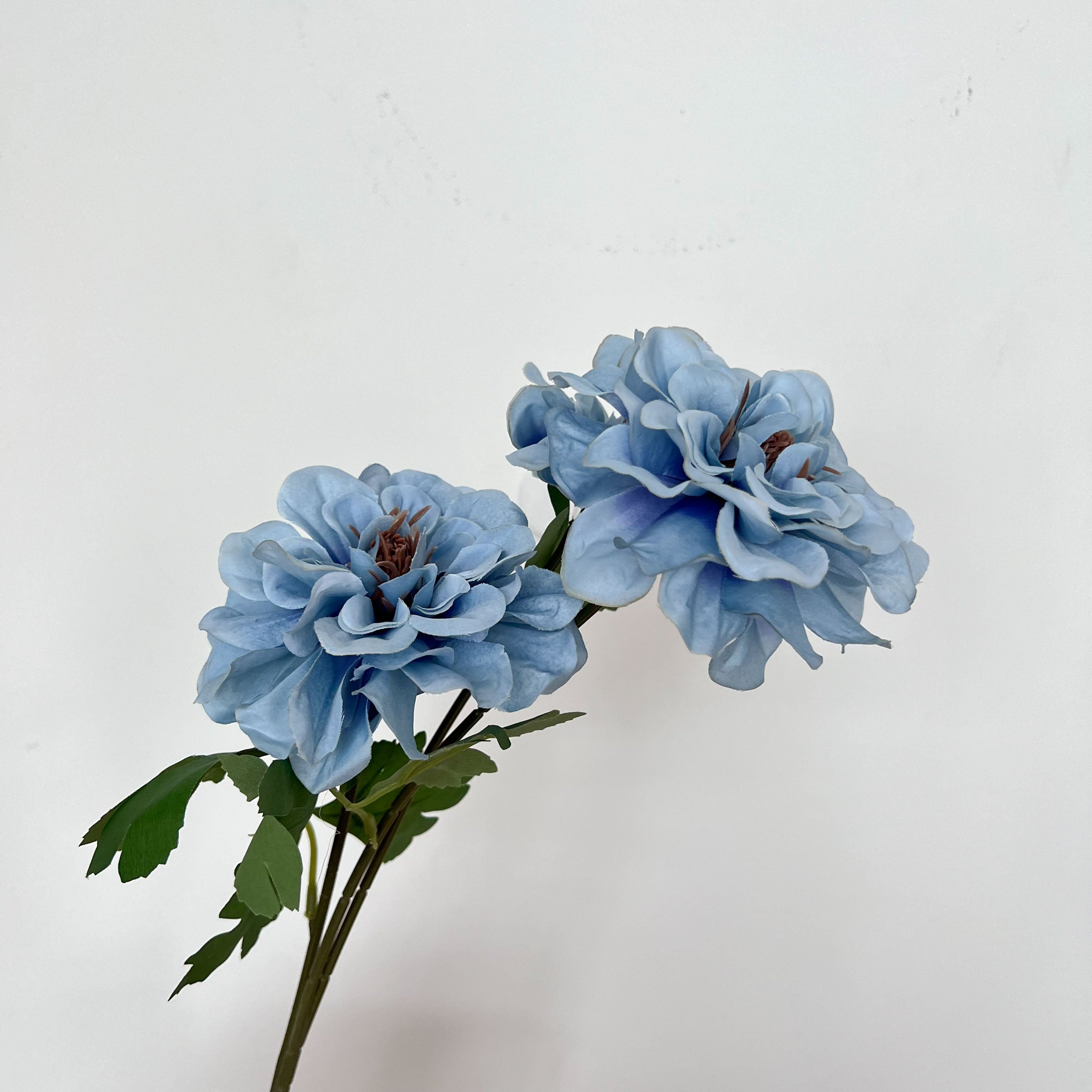 Waterlily Dahlia Flowers