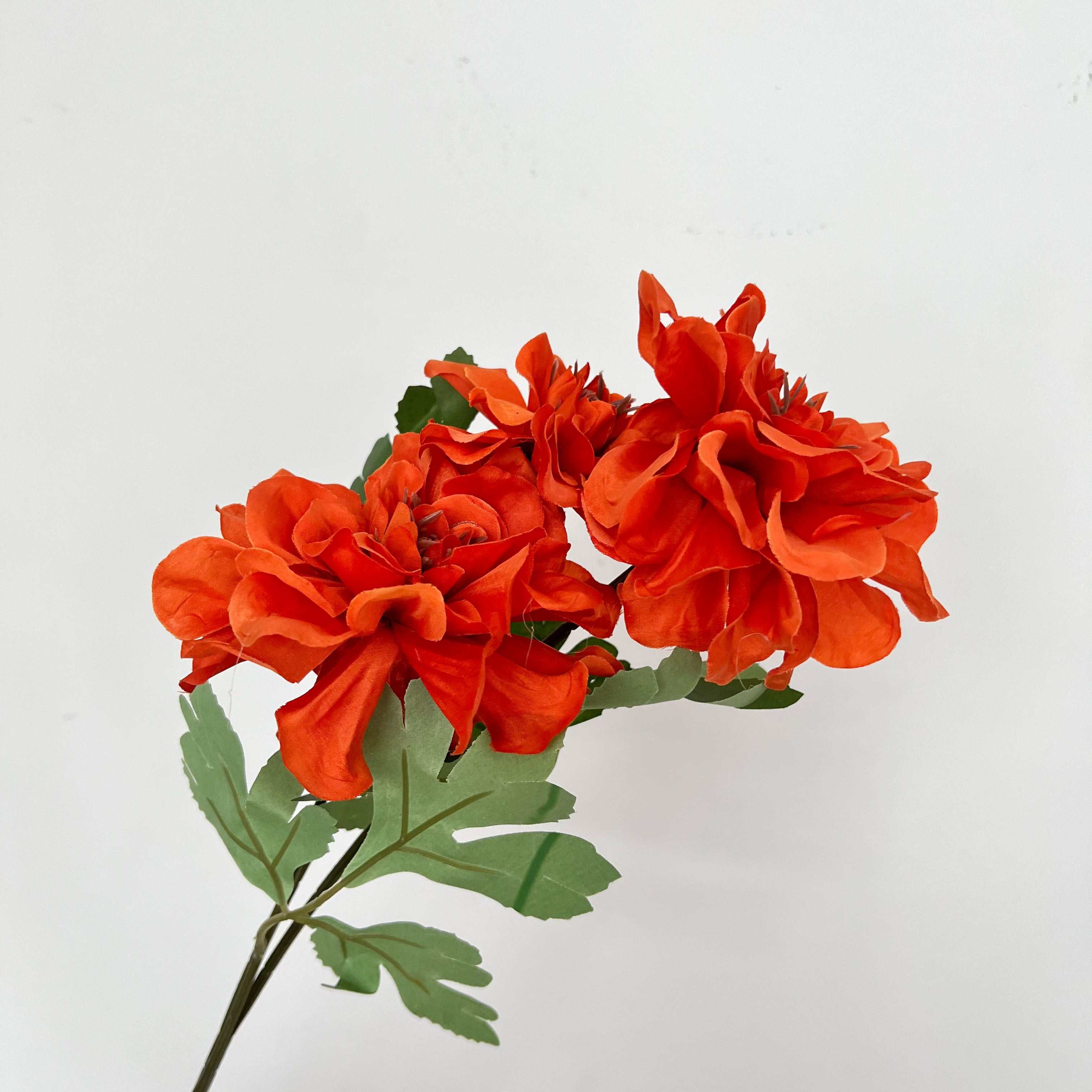 Waterlily Dahlia Flowers