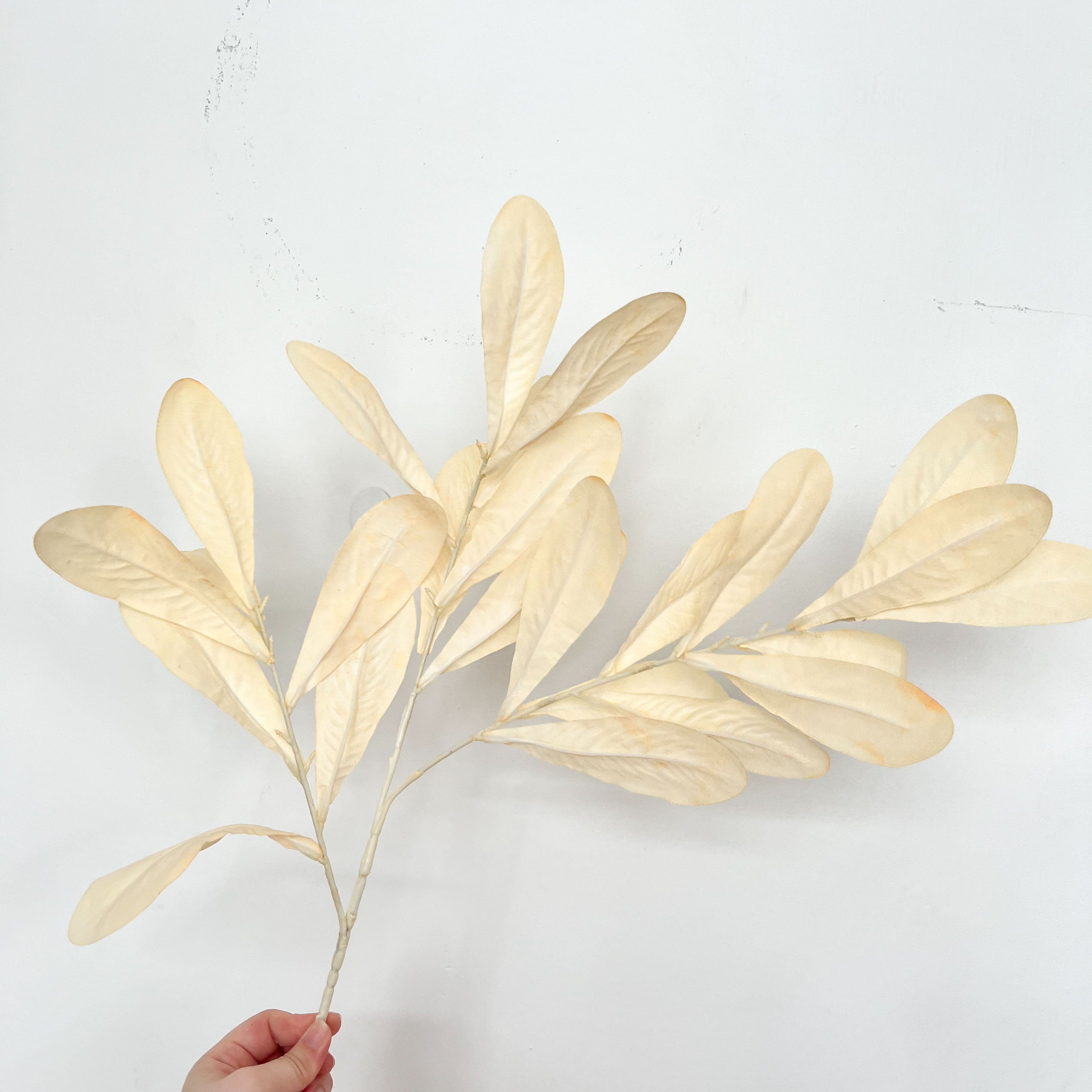 Southern Magnolia Leaves