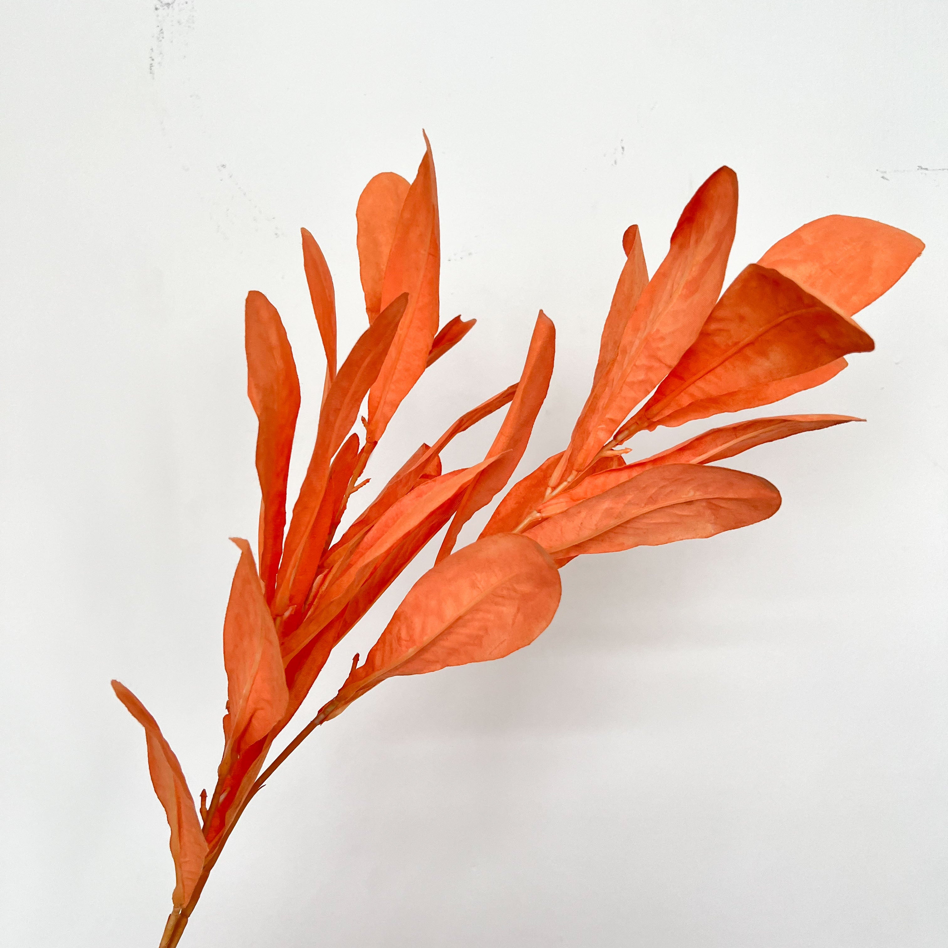 Southern Magnolia Leaves