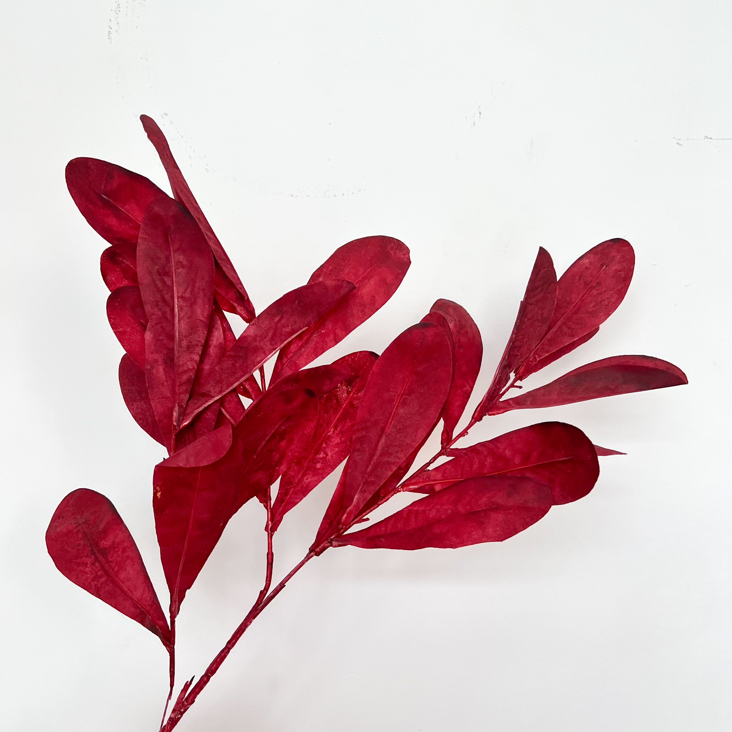 Southern Magnolia Leaves