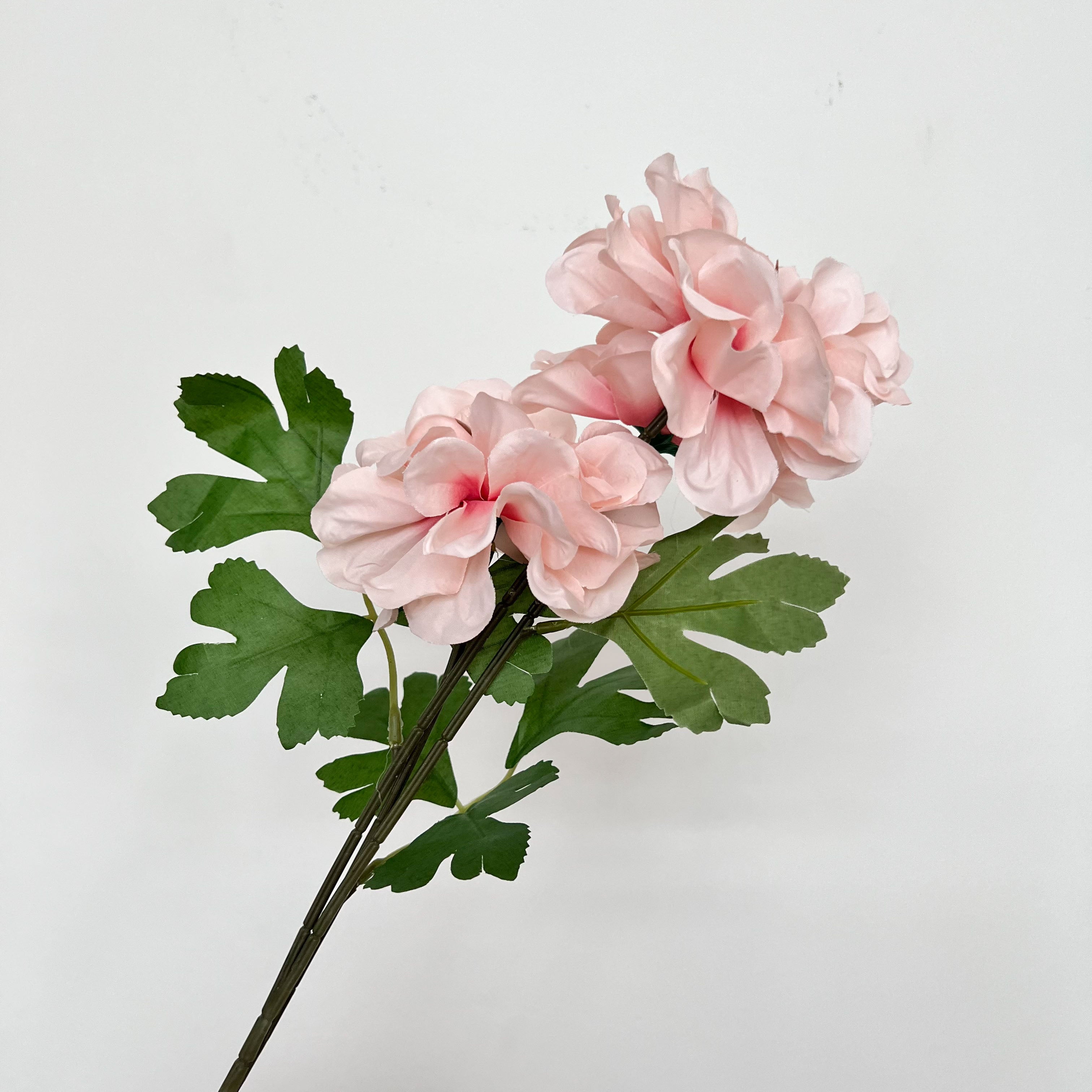 Waterlily Dahlia Flowers