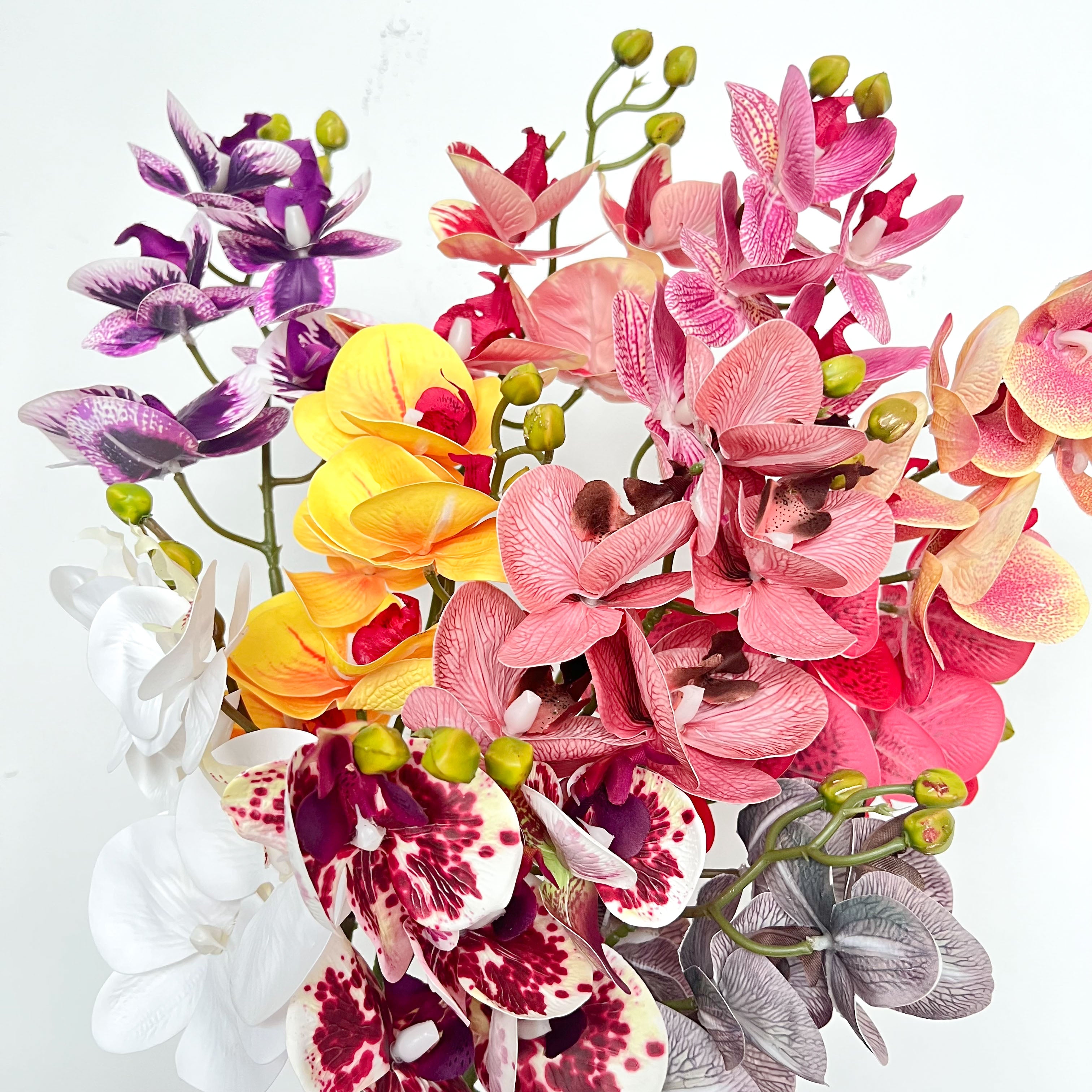 5-Blooms Moth Orchid Flowers