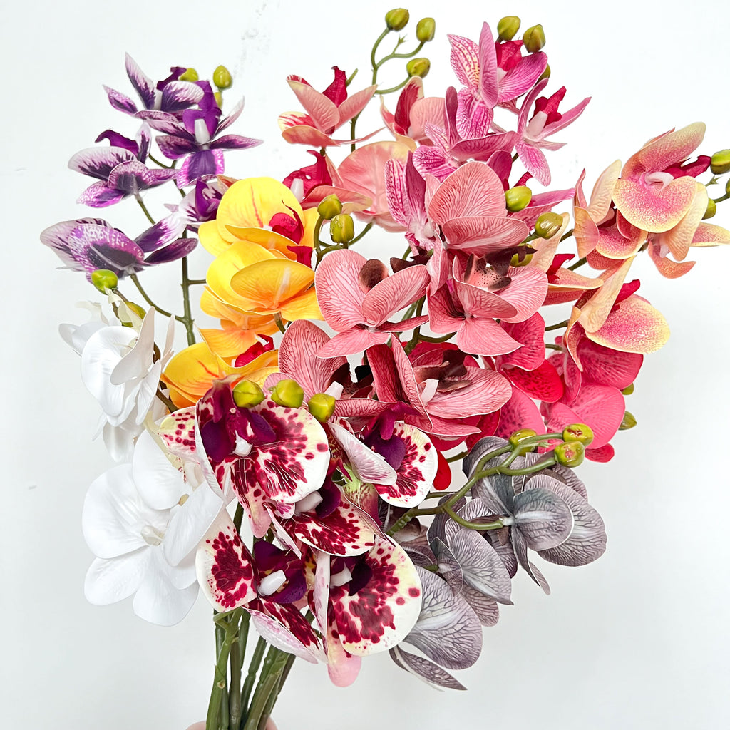 5-Blooms Moth Orchid Flowers