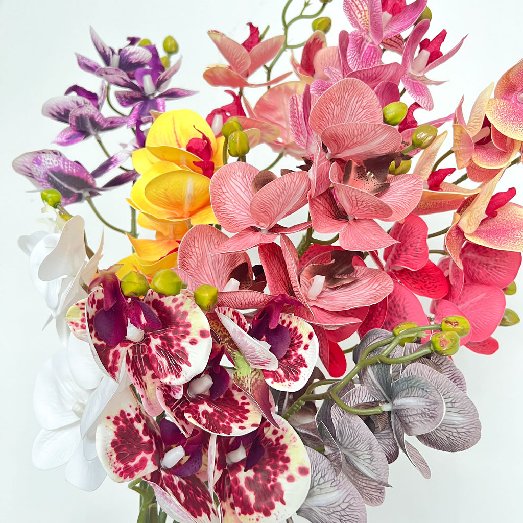 5-Blooms Moth Orchid Flowers