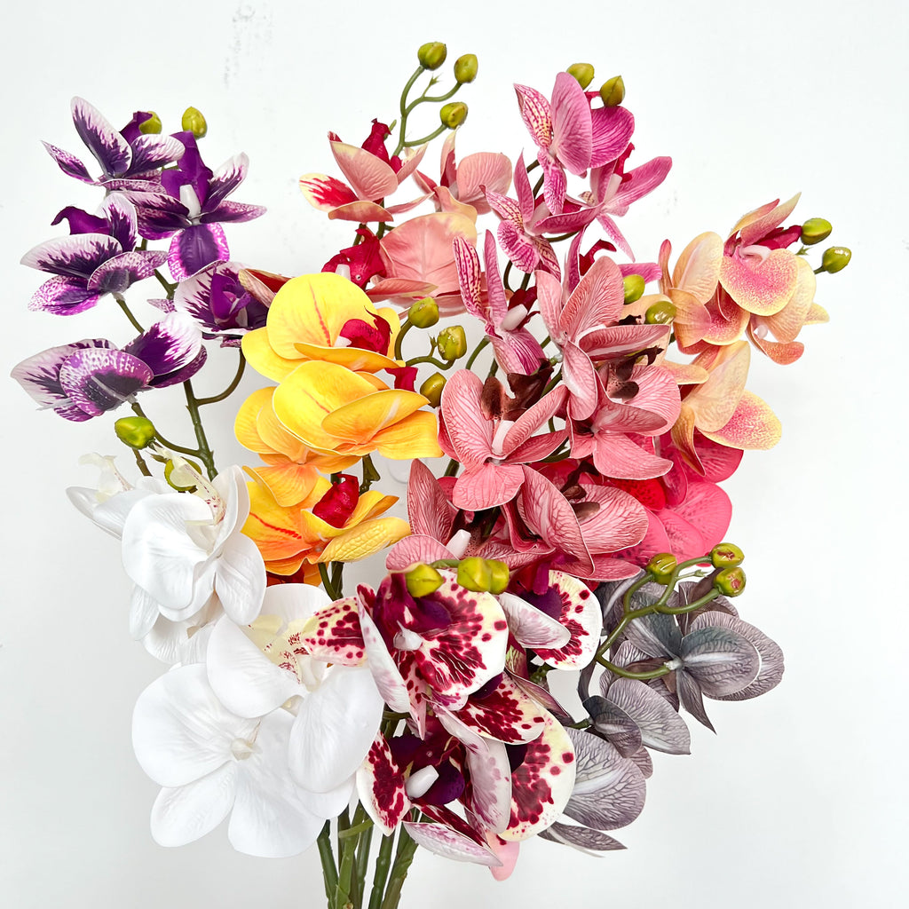 5-Blooms Moth Orchid Flowers