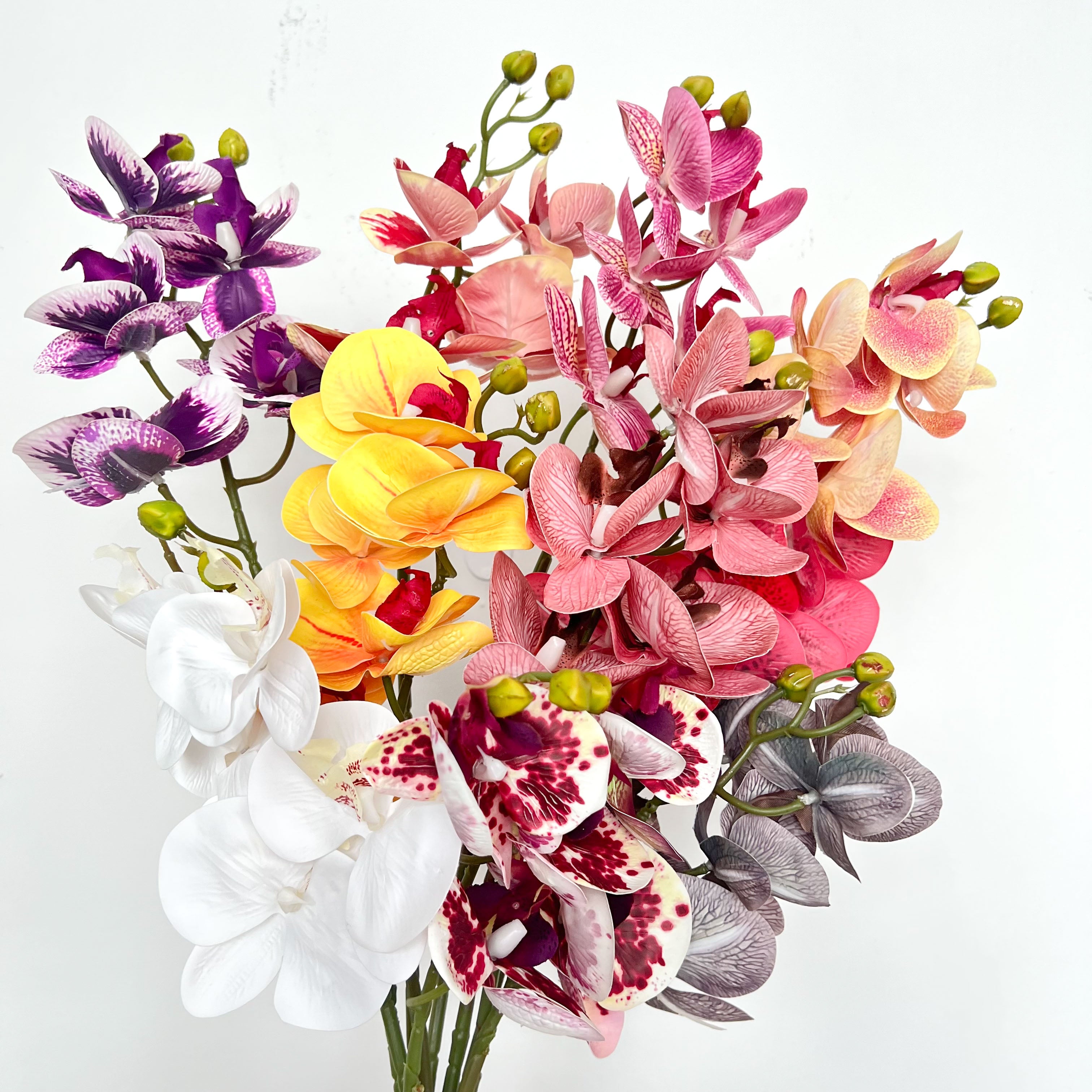 5-Blooms Moth Orchid Flowers