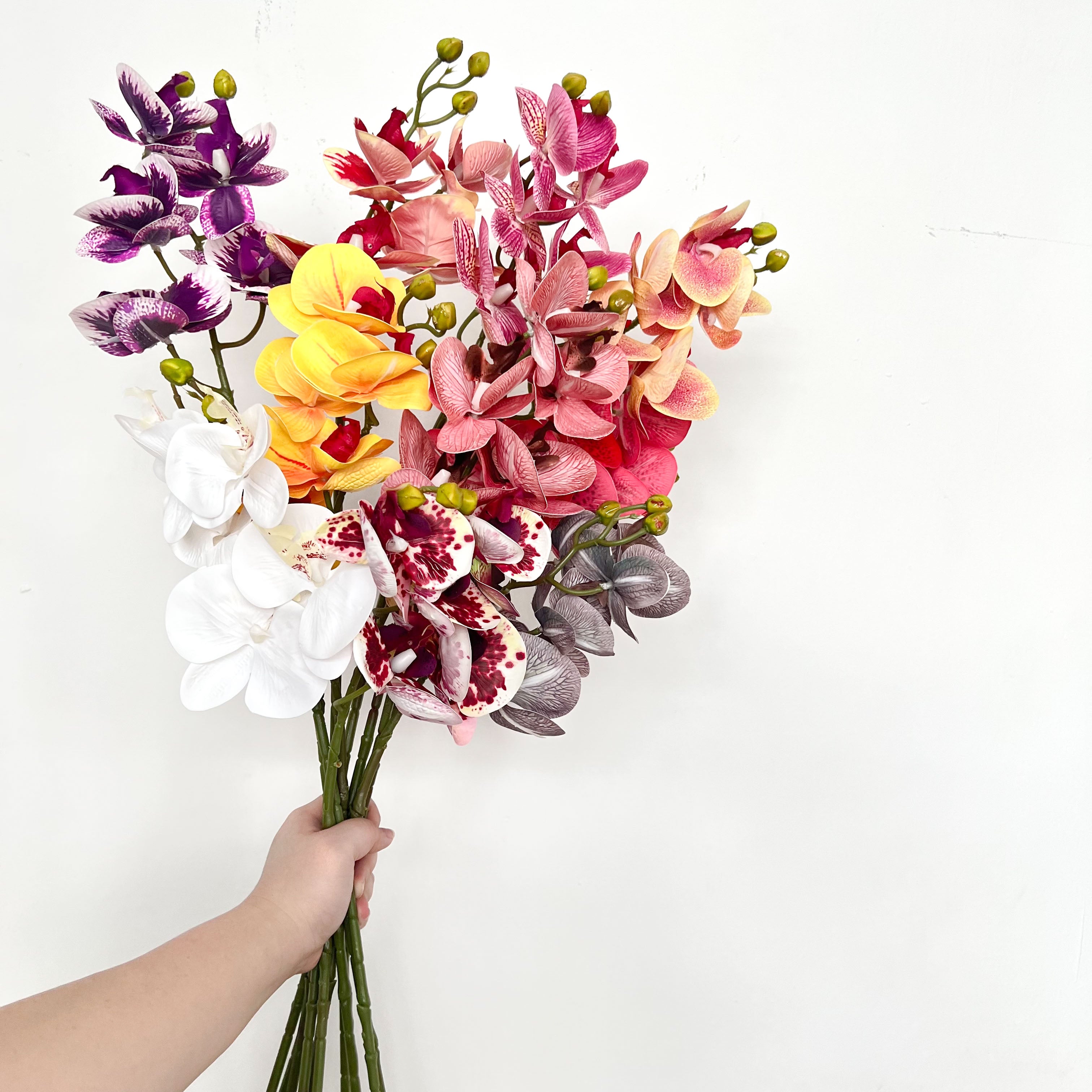 5-Blooms Moth Orchid Flowers