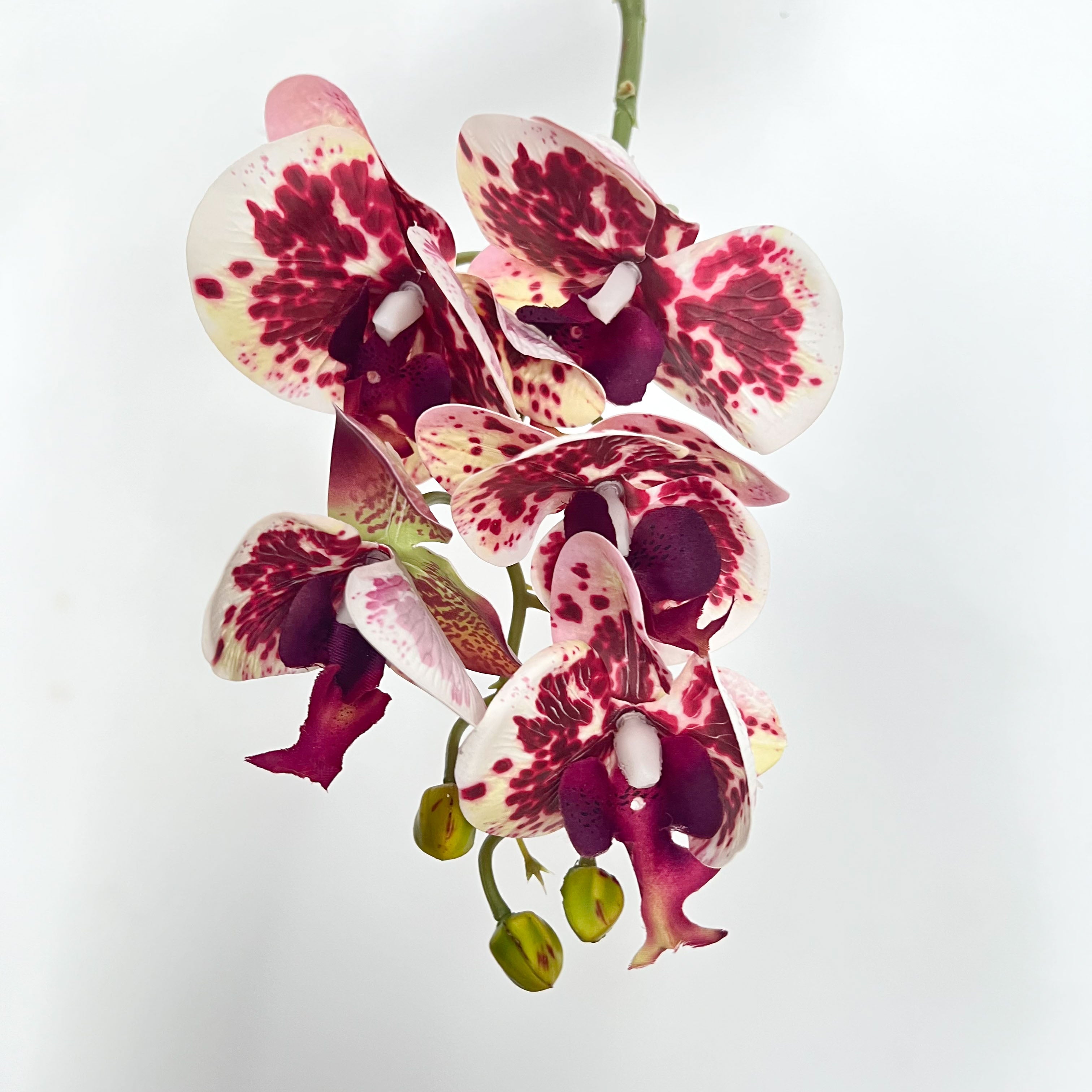 5-Blooms Moth Orchid Flowers