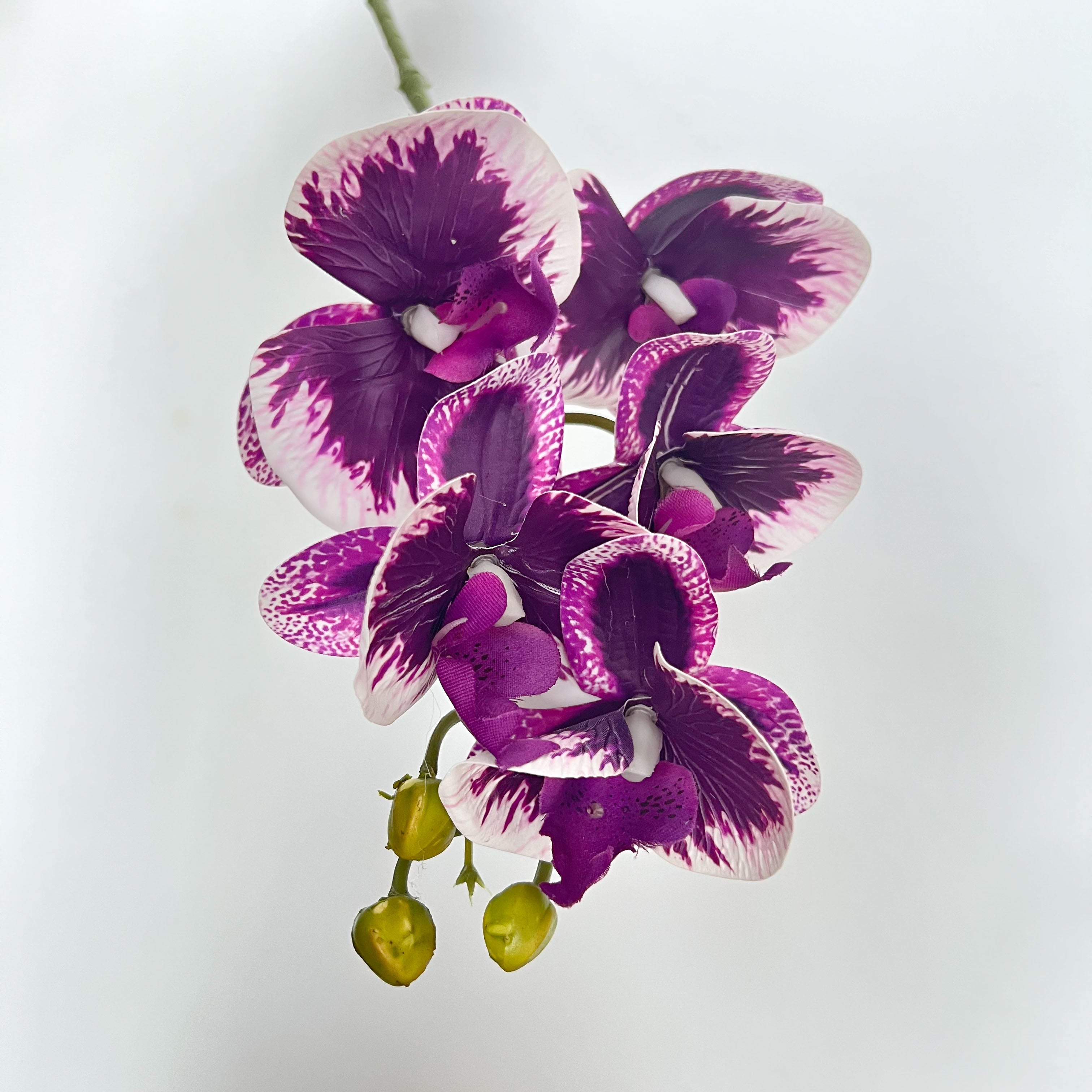 5-Blooms Moth Orchid Flowers