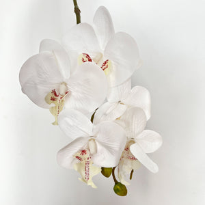Open image in slideshow, 5-Blooms Moth Orchid Flowers
