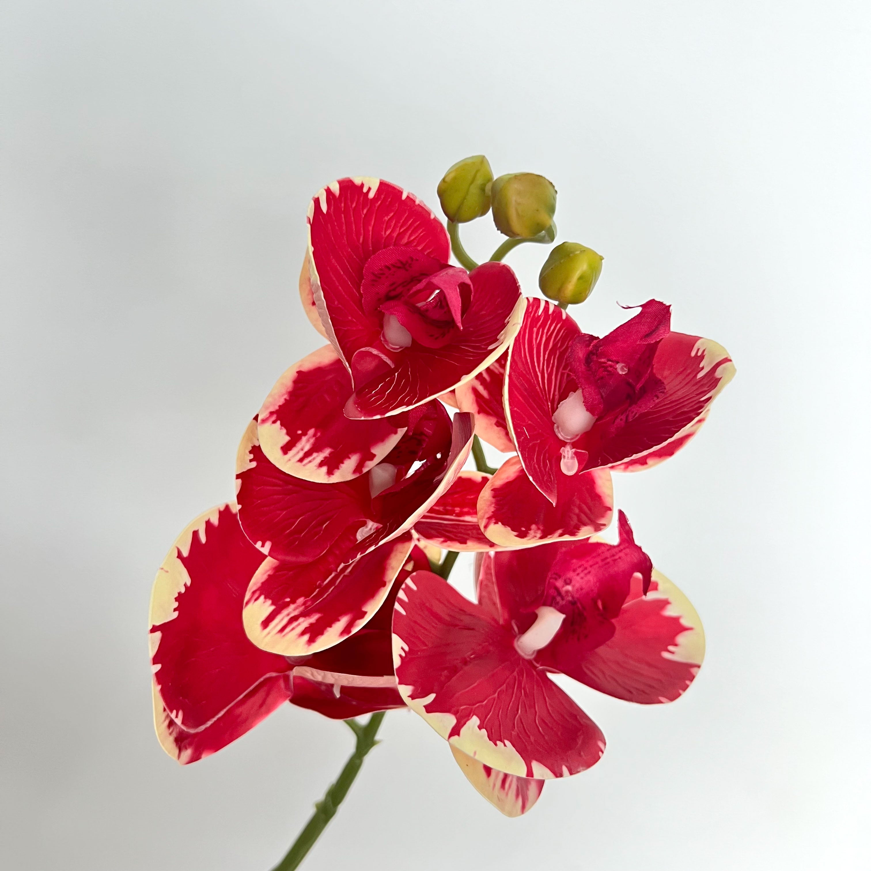 5-Blooms Moth Orchid Flowers