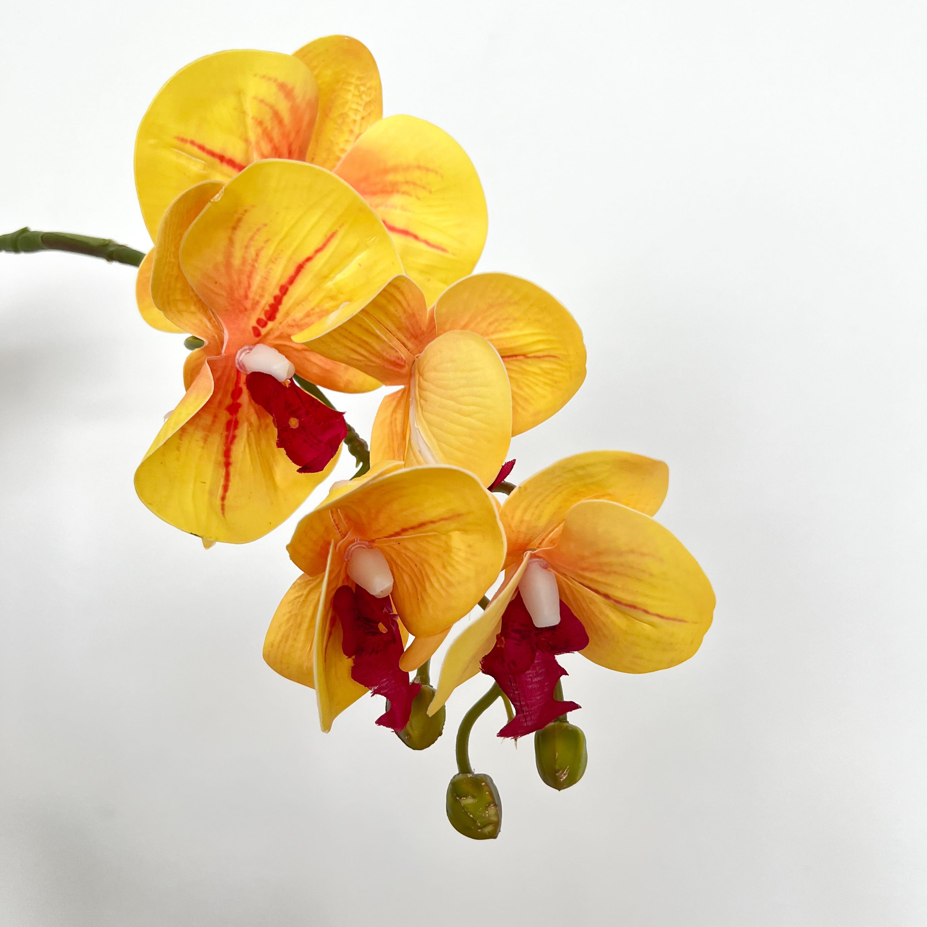 5-Blooms Moth Orchid Flowers