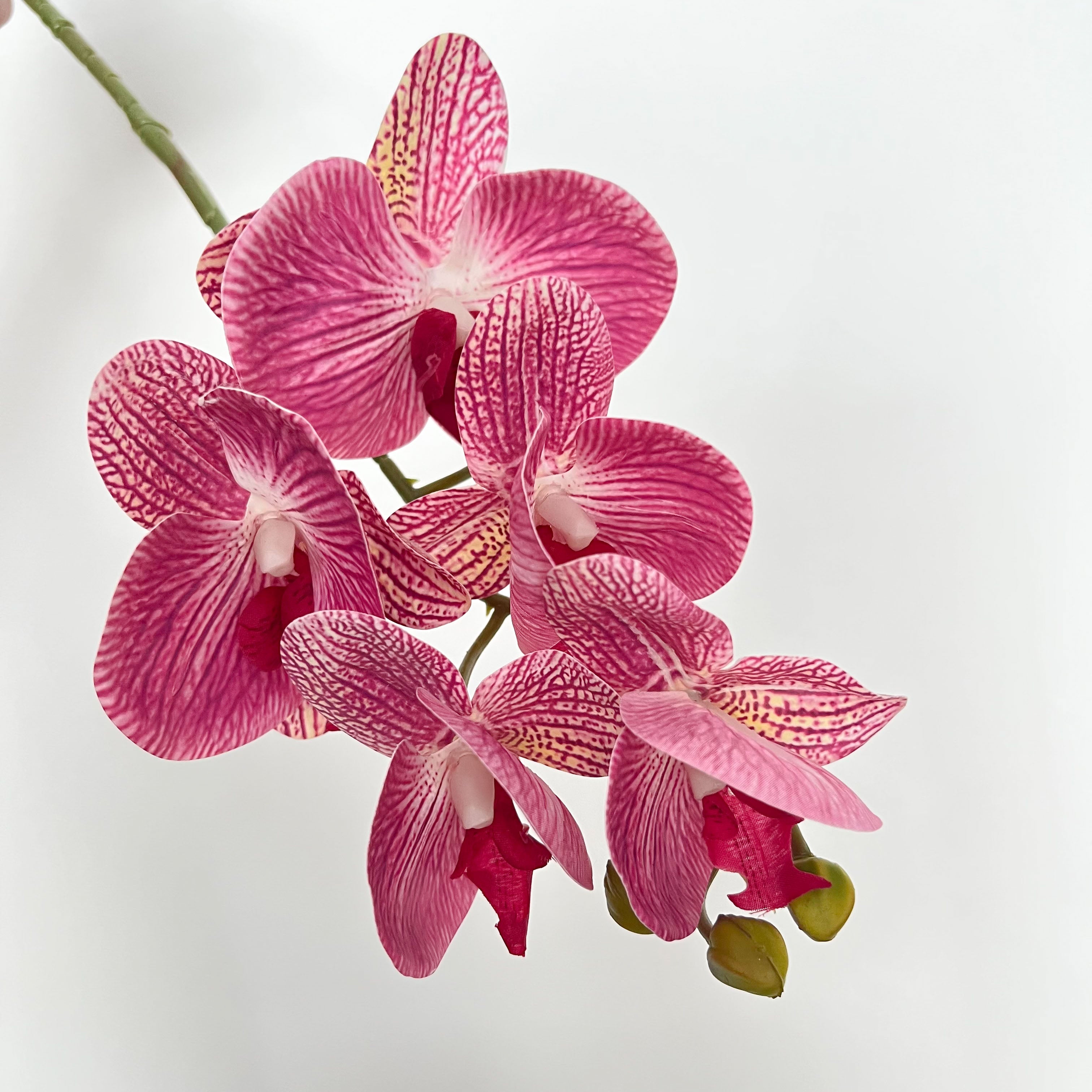 5-Blooms Moth Orchid Flowers