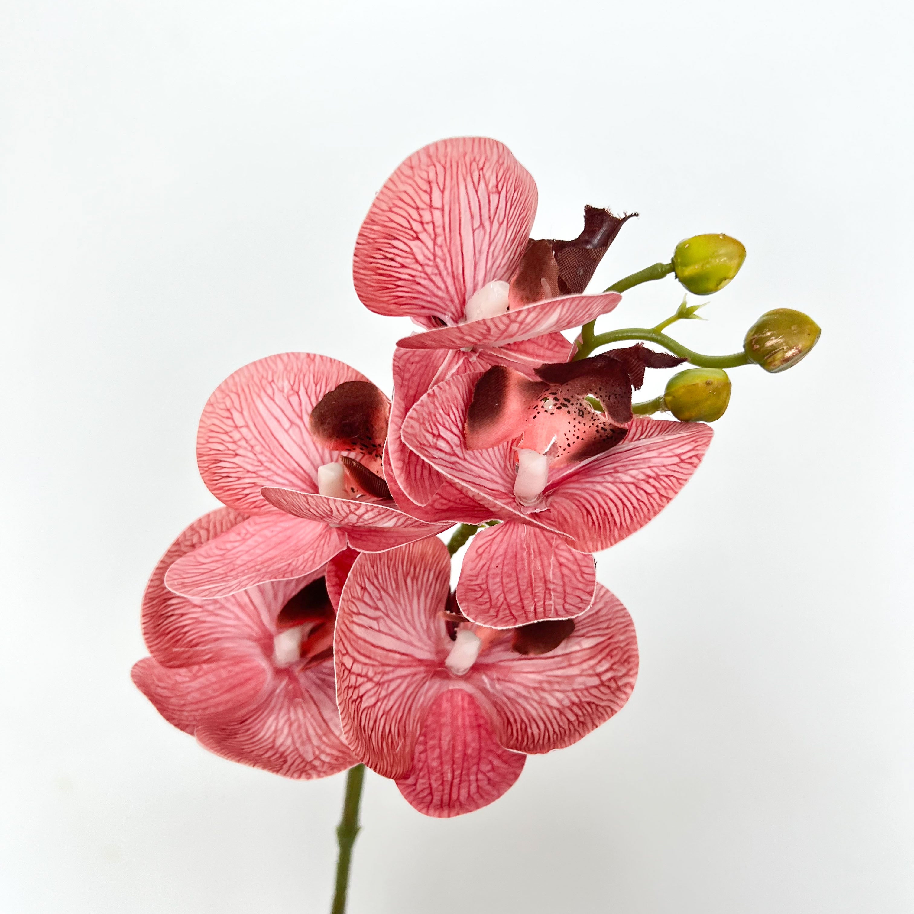 5-Blooms Moth Orchid Flowers