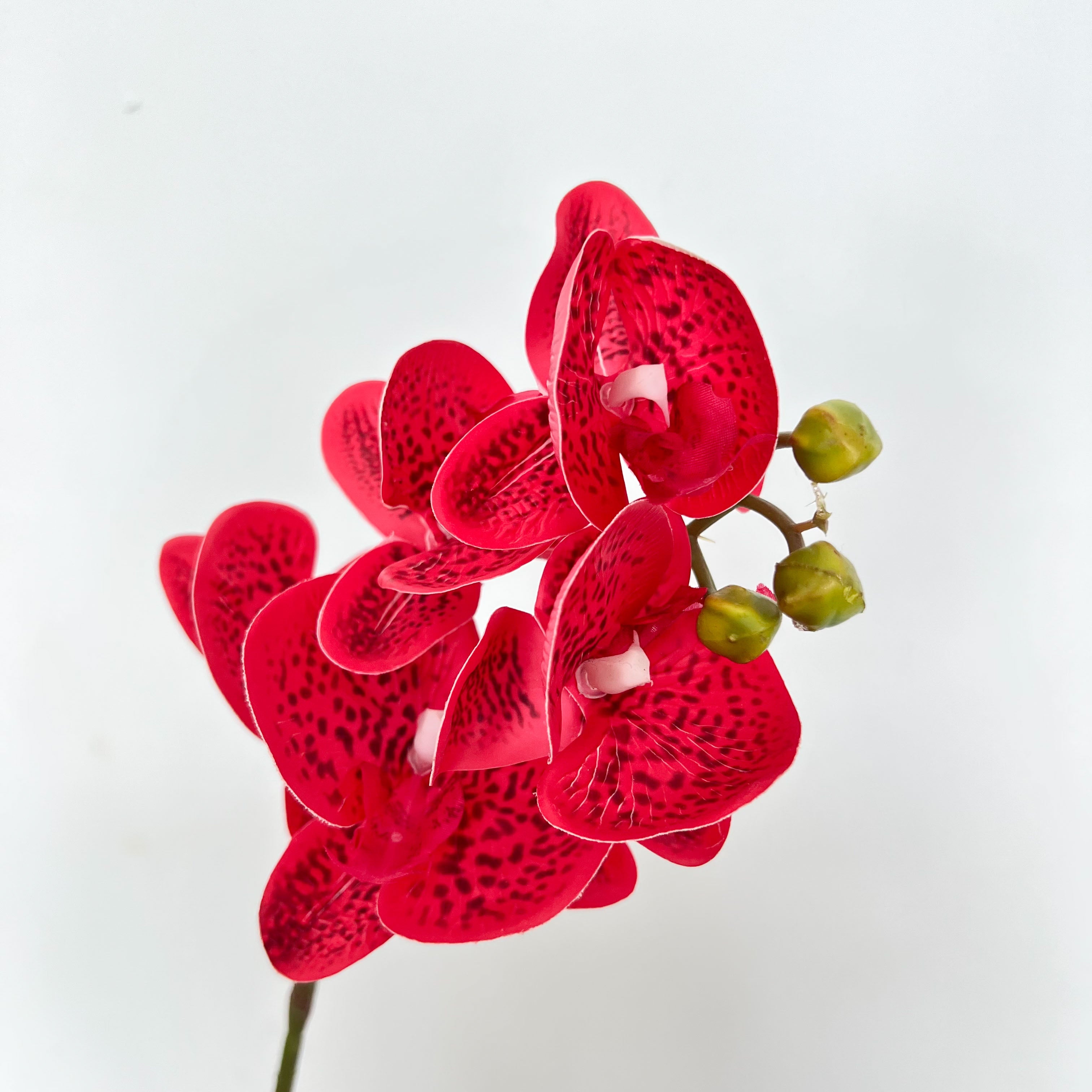 5-Blooms Moth Orchid Flowers