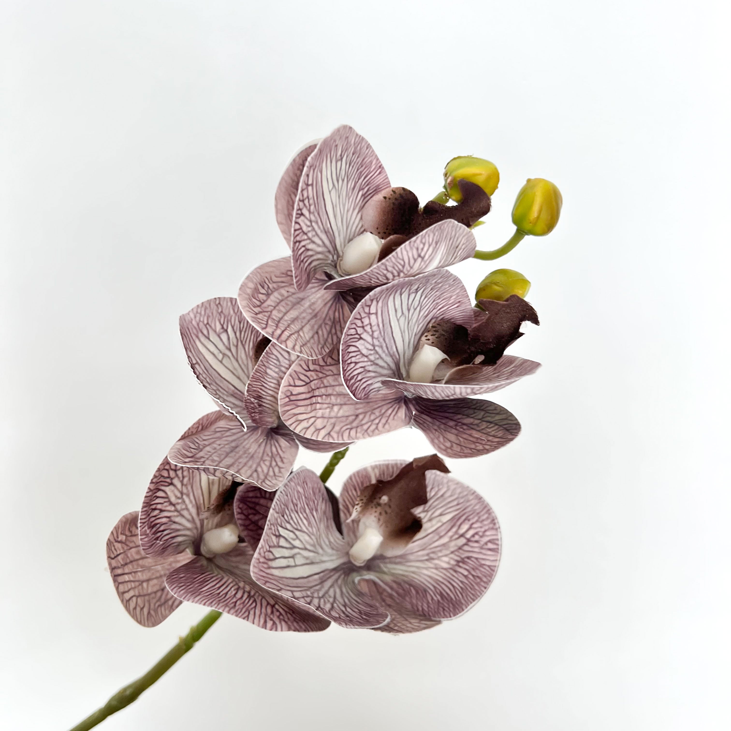 5-Blooms Moth Orchid Flowers