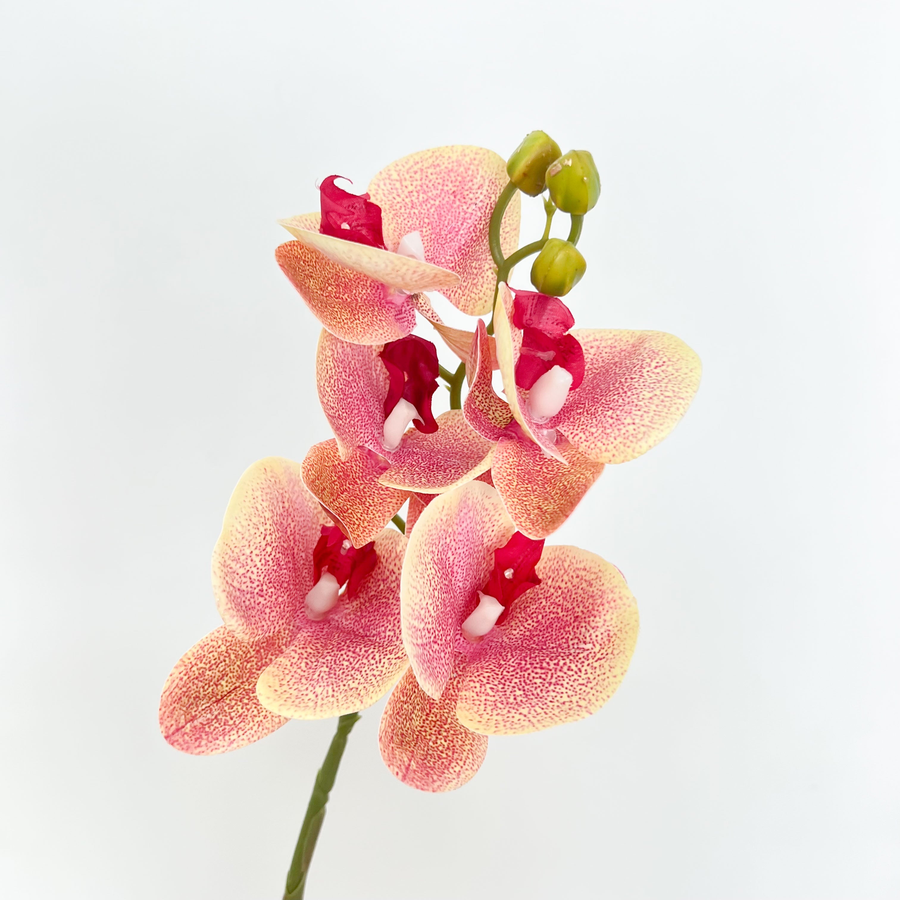 5-Blooms Moth Orchid Flowers