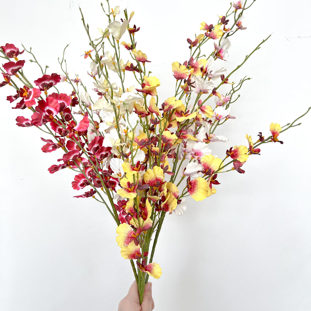 Dancing-lady Orchid Flowers