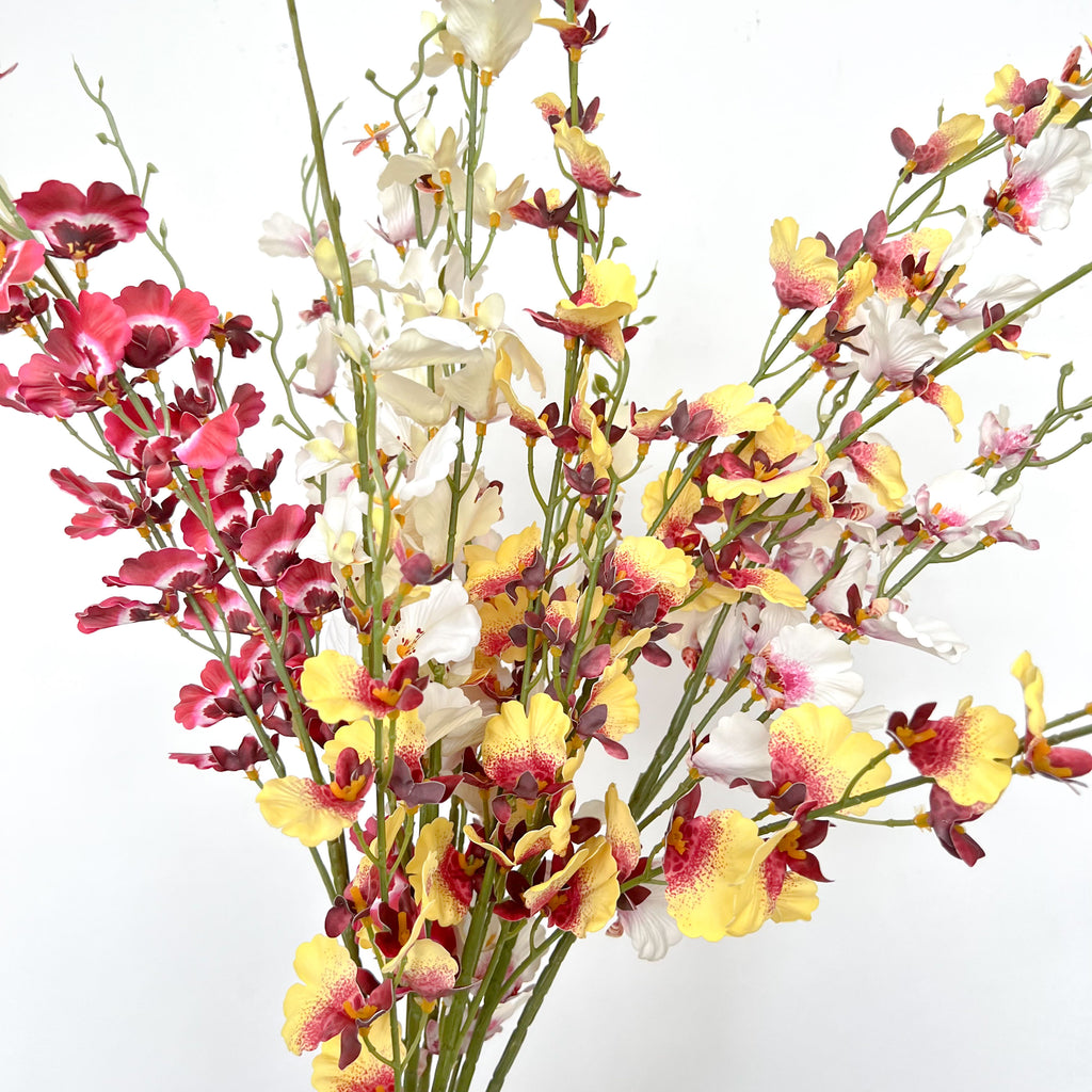 Dancing-lady Orchid Flowers