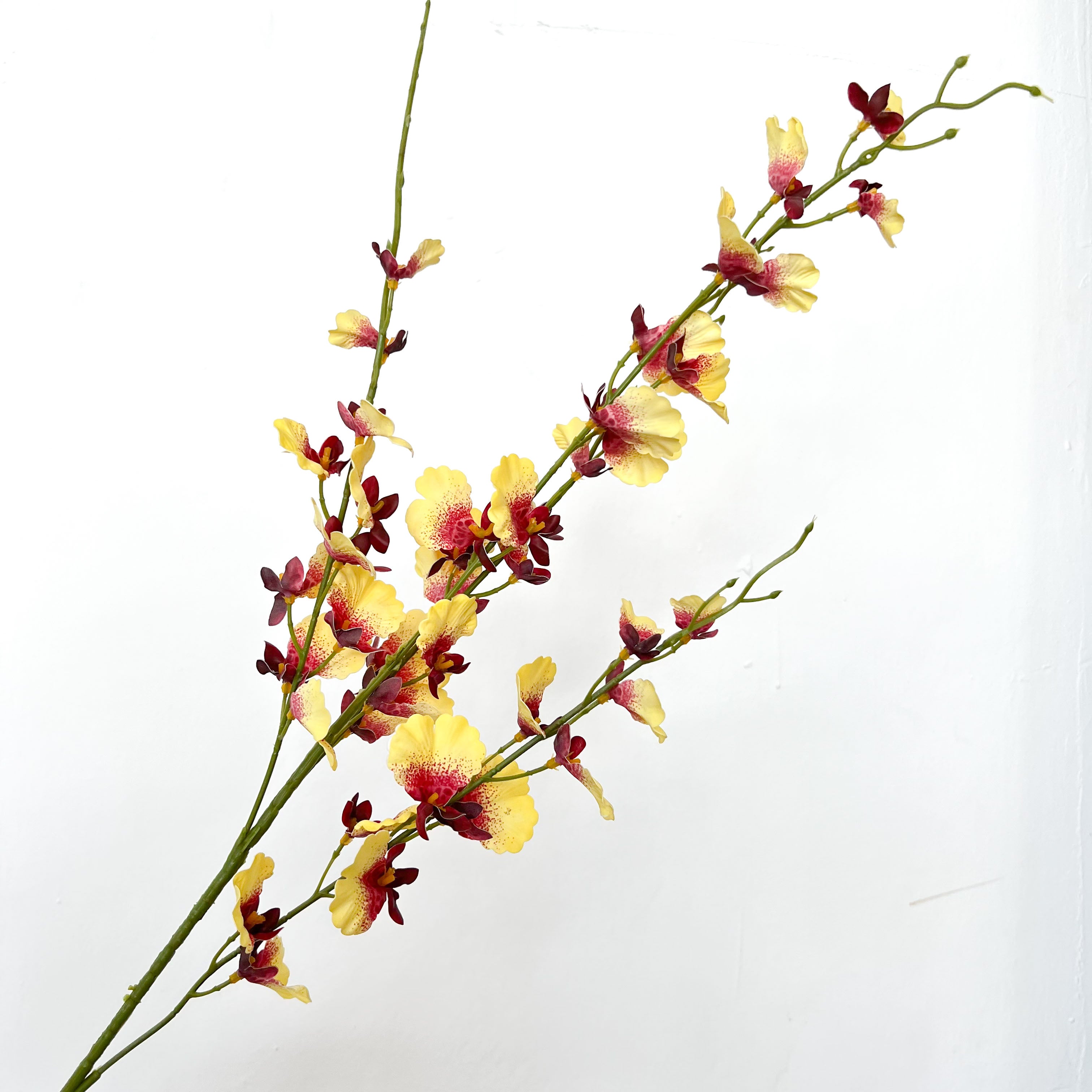 Dancing-lady Orchid Flowers