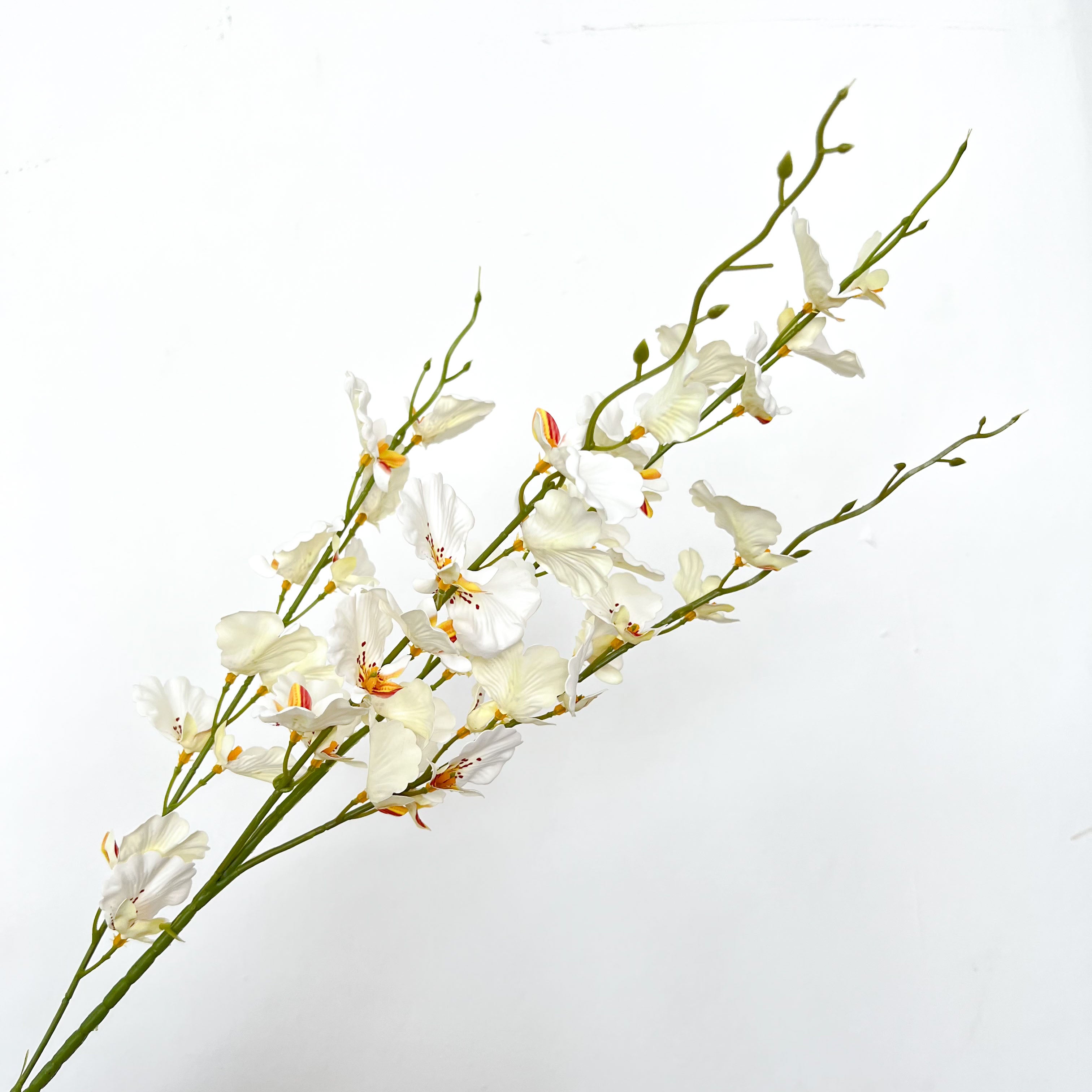 Dancing-lady Orchid Flowers