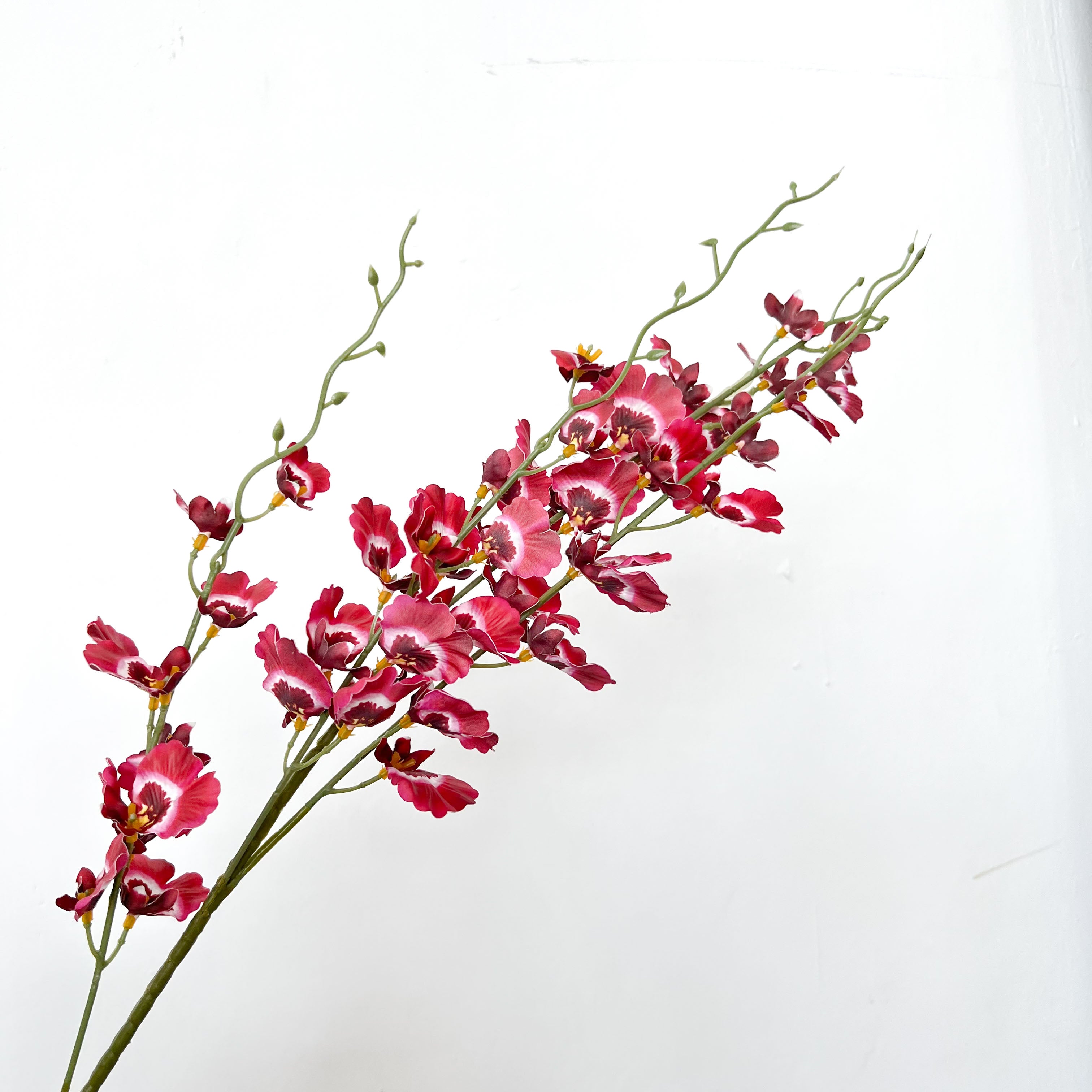 Dancing-lady Orchid Flowers