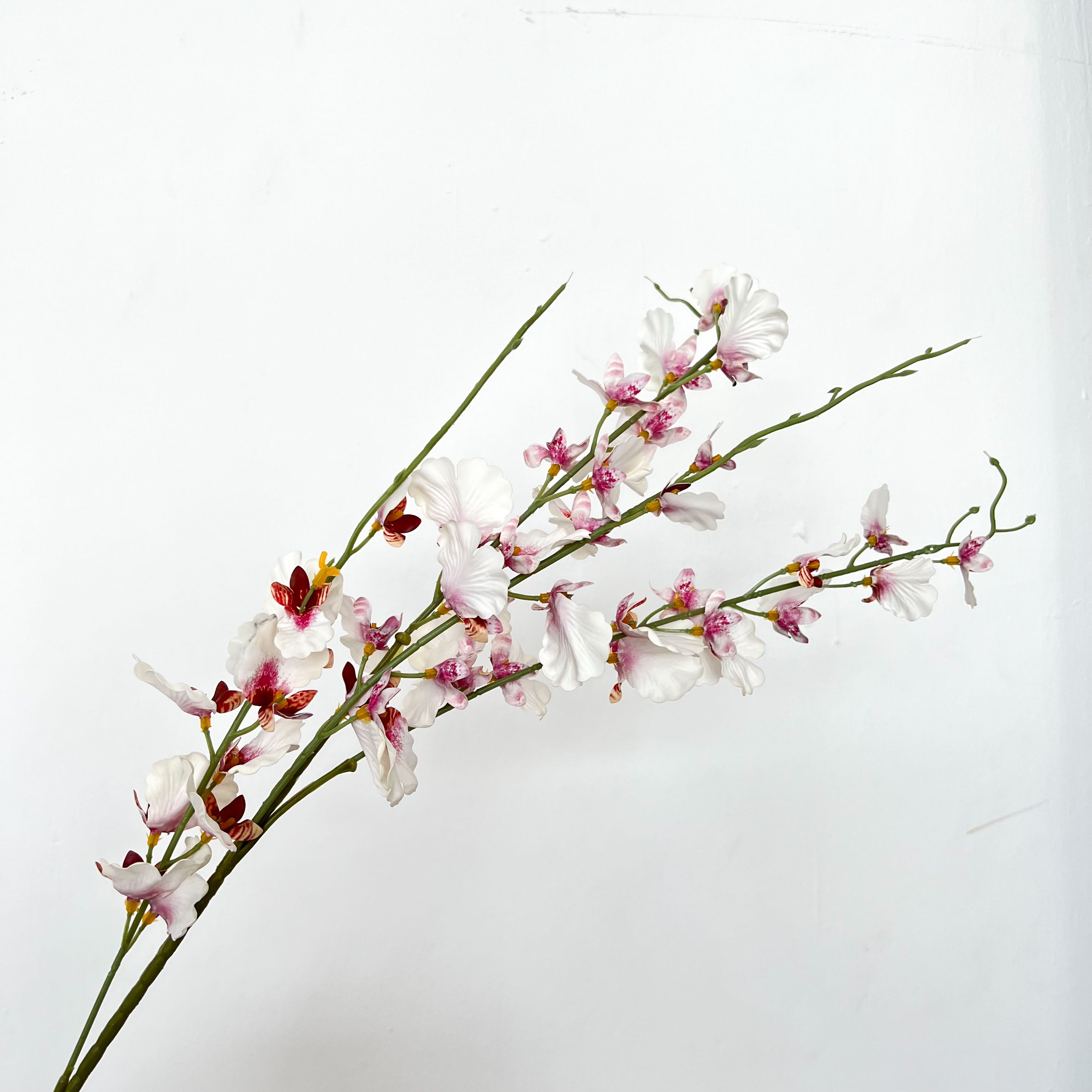 Dancing-lady Orchid Flowers